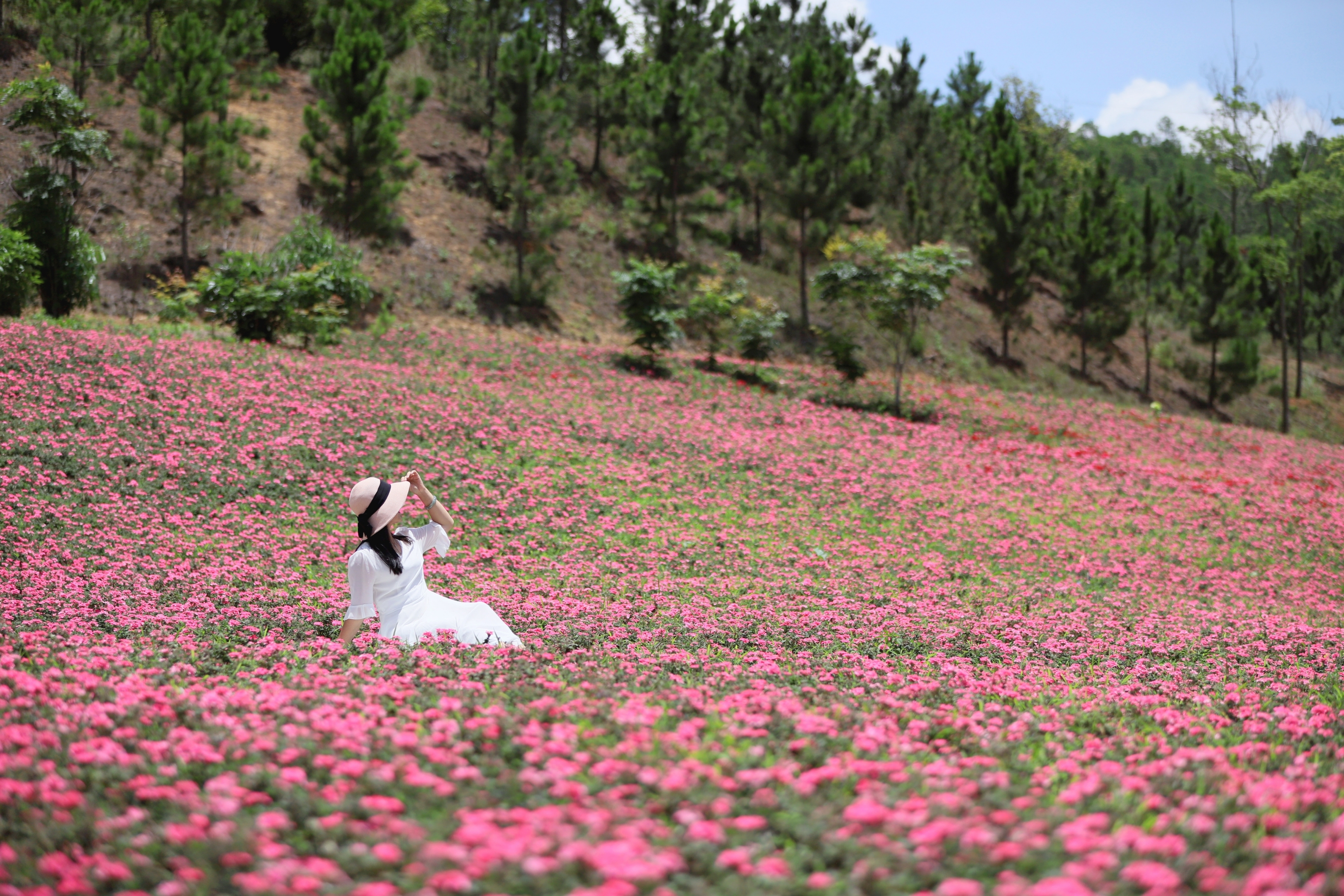 盛夏,玉山城花海开得正茂密,色彩嫣红的花朵,欣然绽放摇曳在绿叶碧空