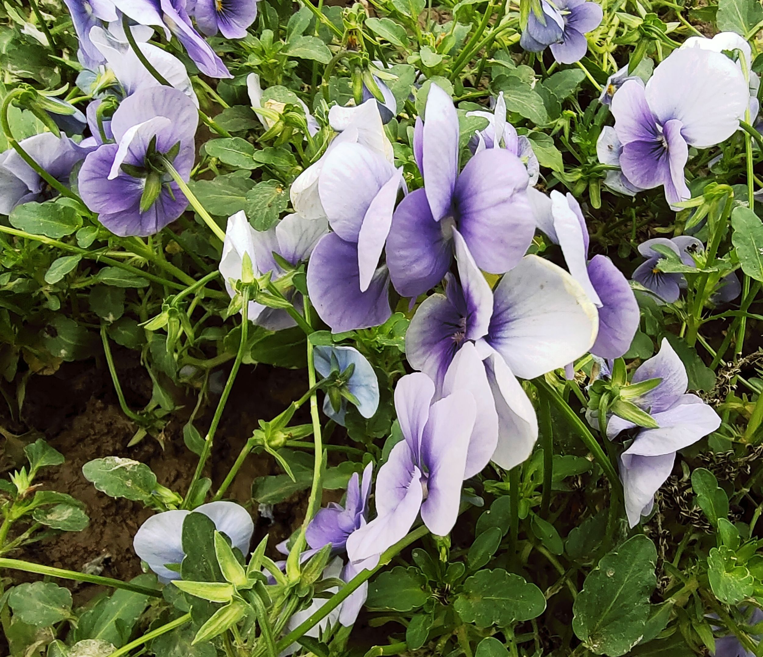 堇菜花