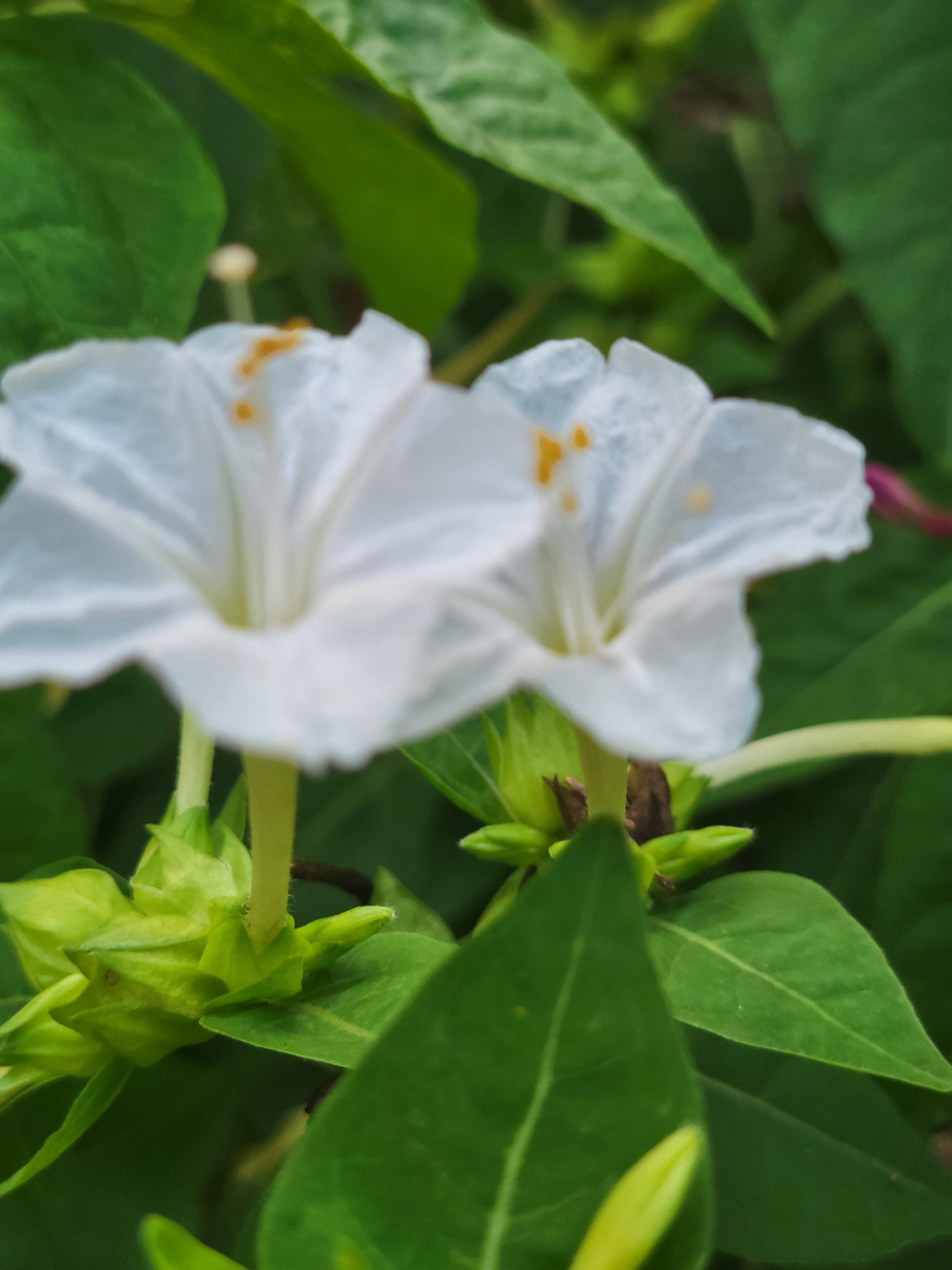 【首发】胭脂花