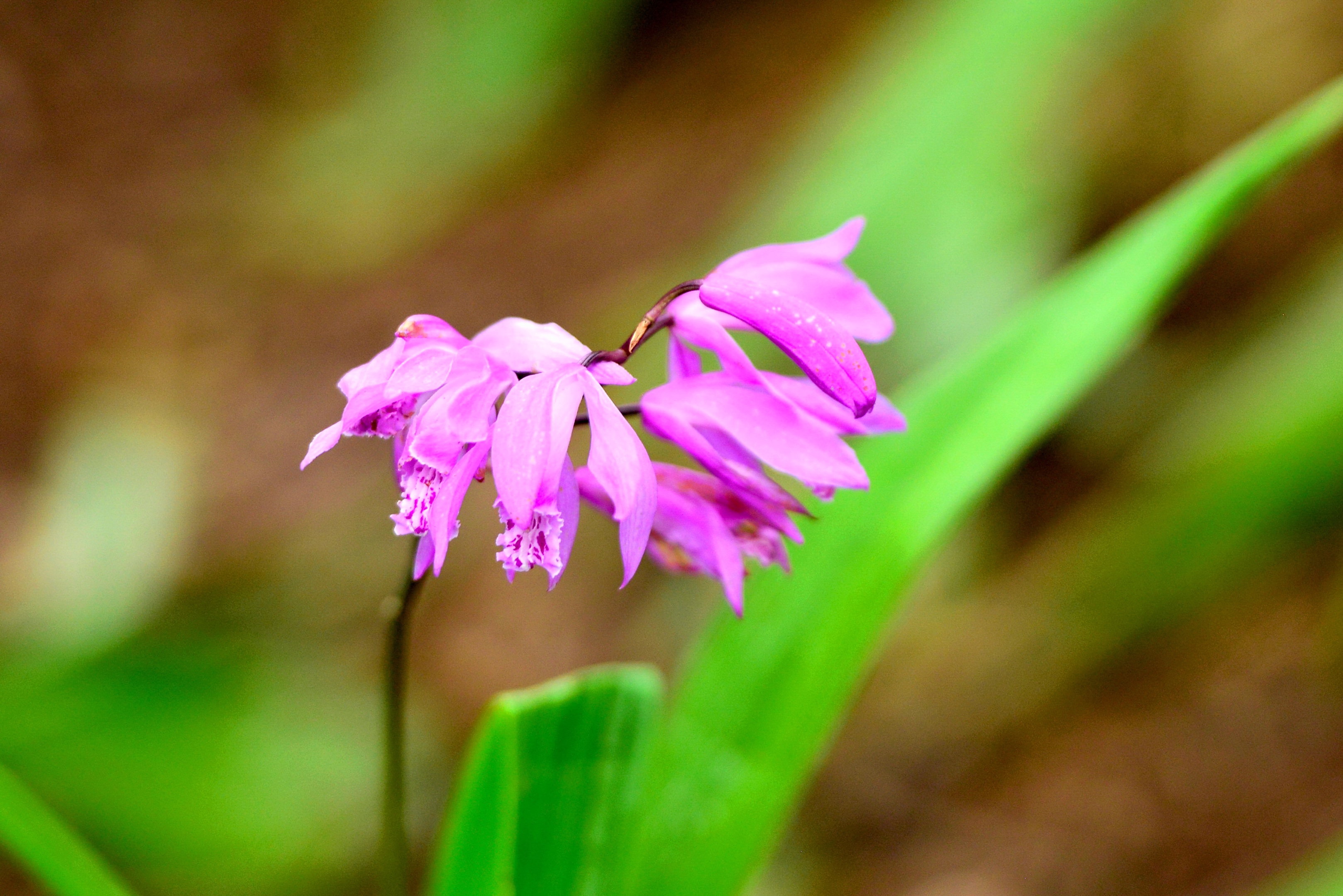 【首发】白芨花