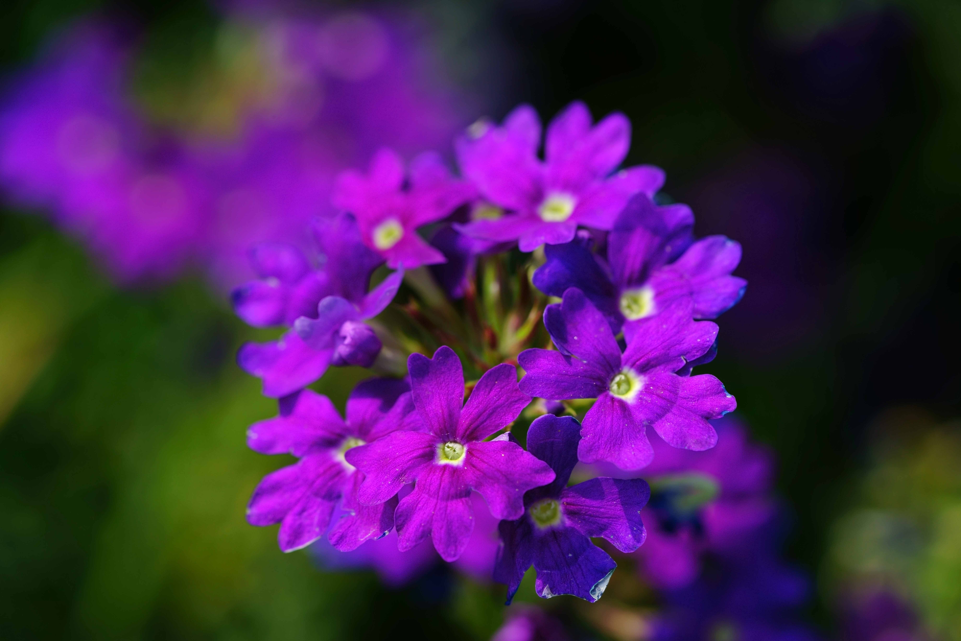 赏花季紫花美女樱