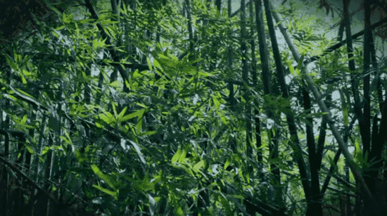 十六字令.风（图4）