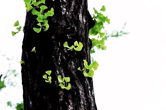 老树新颜（图6）