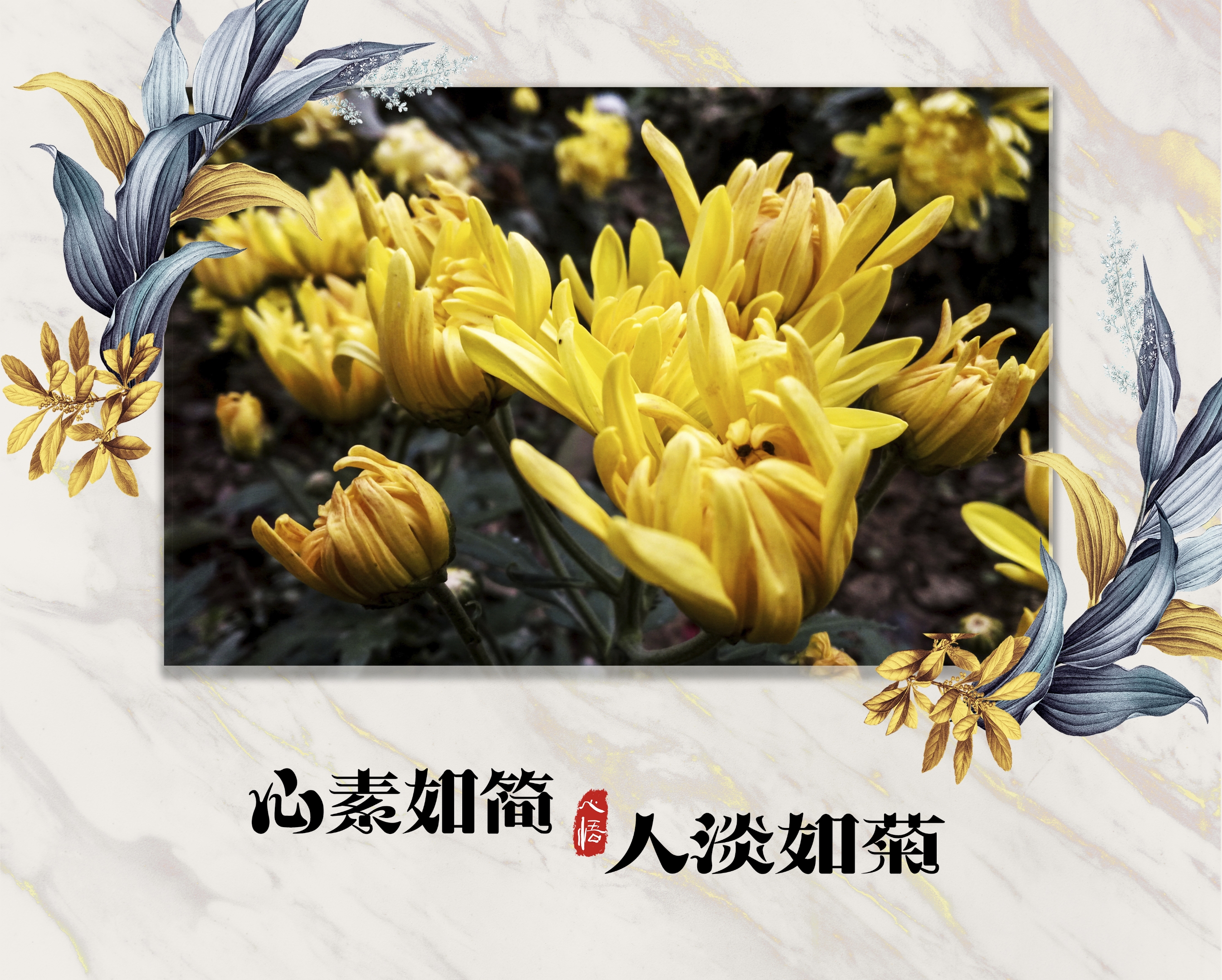 【首发】心素如简 人淡如菊