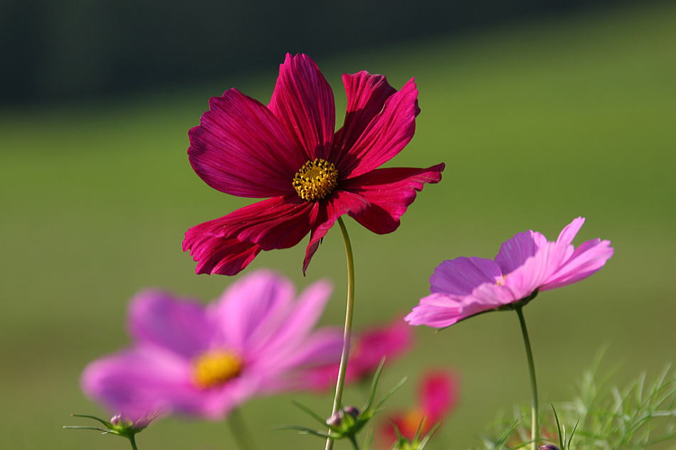 三赏格桑花