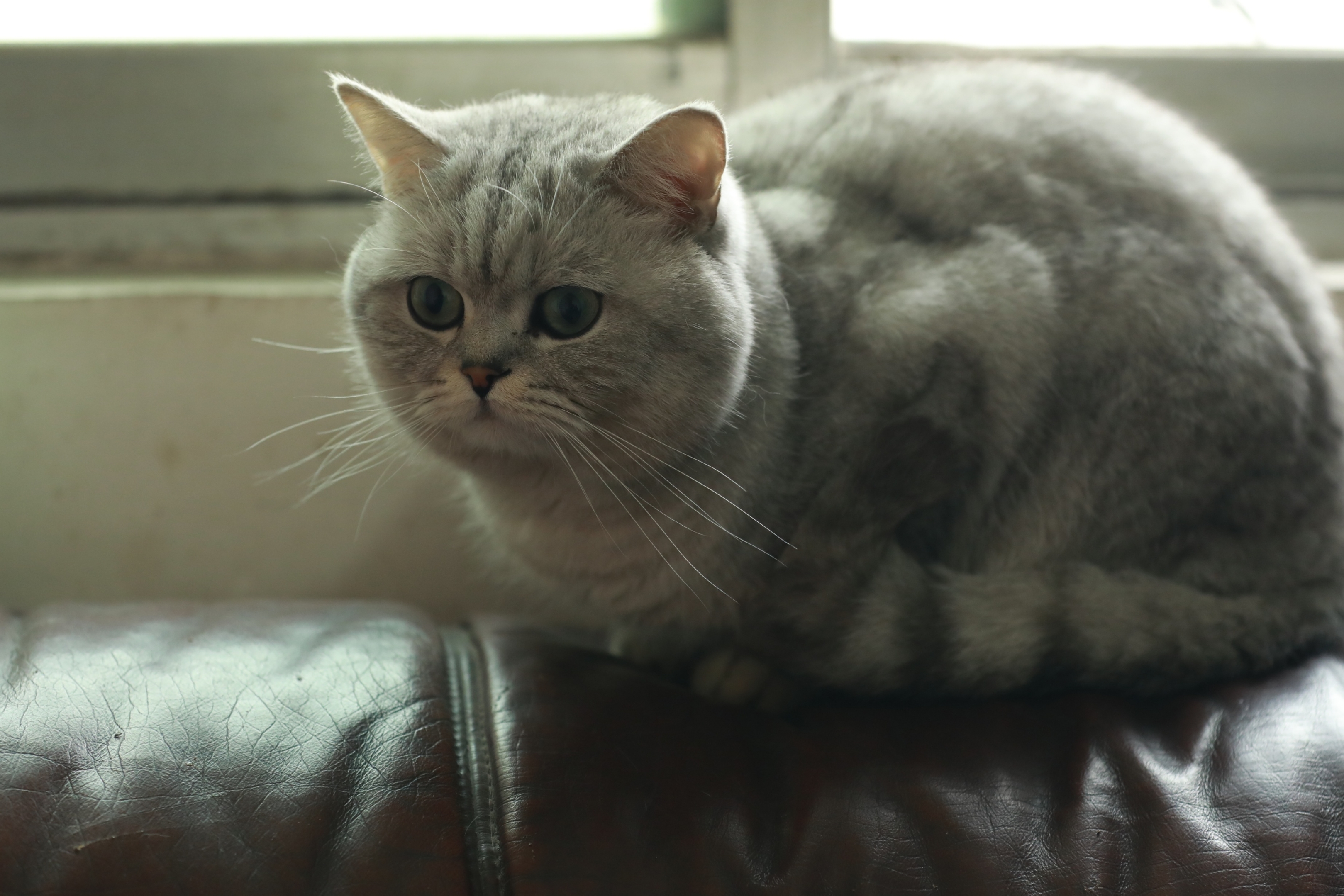 拍了几张回来在网上查了查,才知道此猫名叫银渐层,还是只名贵的猫