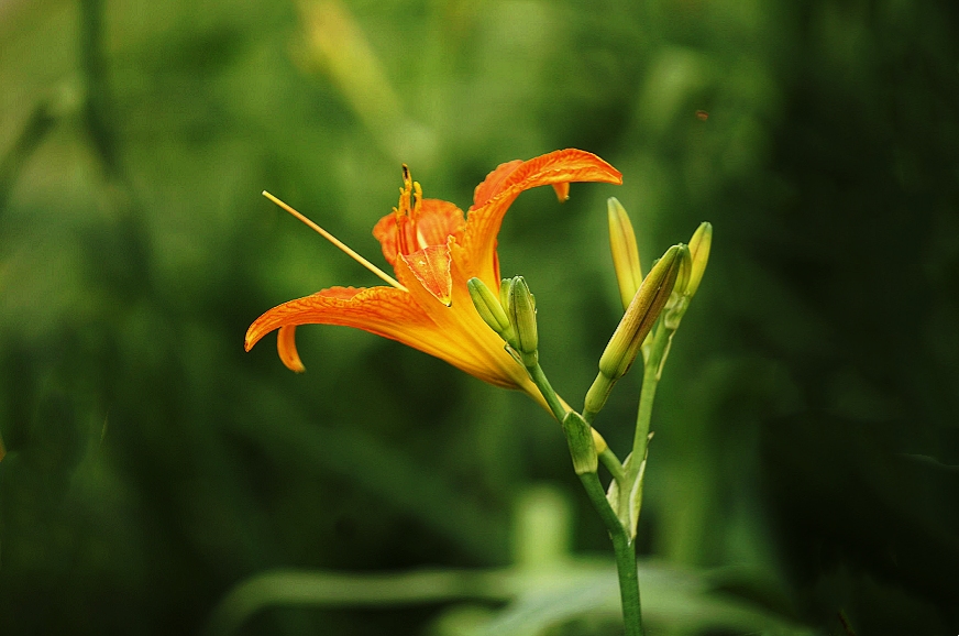 萱草花 母亲花