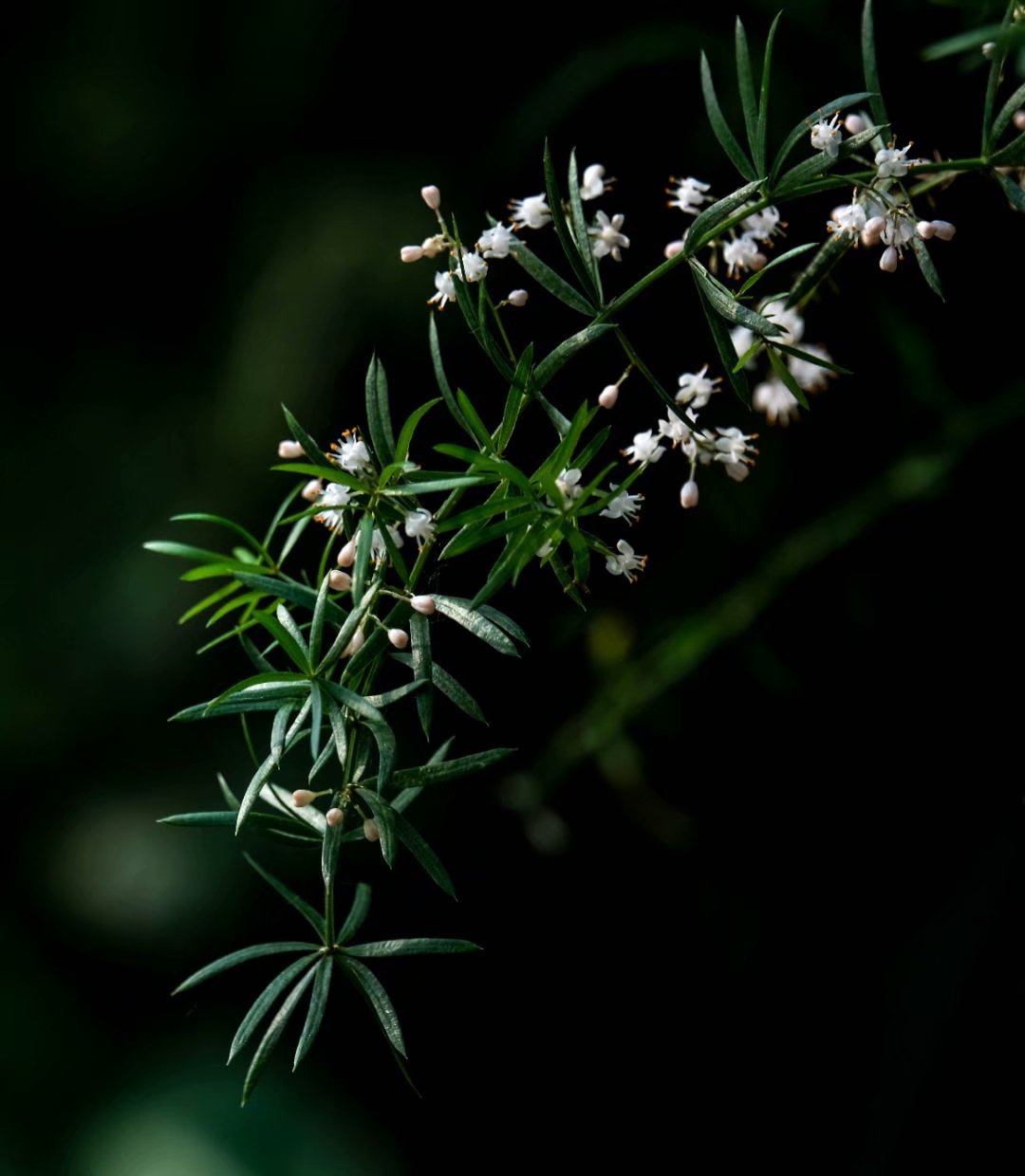 5毫米.茎上的鳞片状叶基部具长约3—5毫米的硬刺,种ι系奈薮.