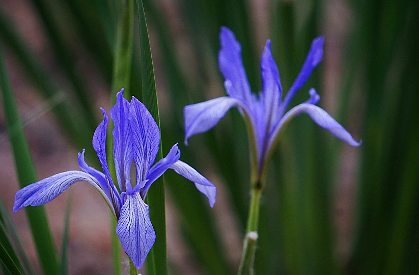 马兰花