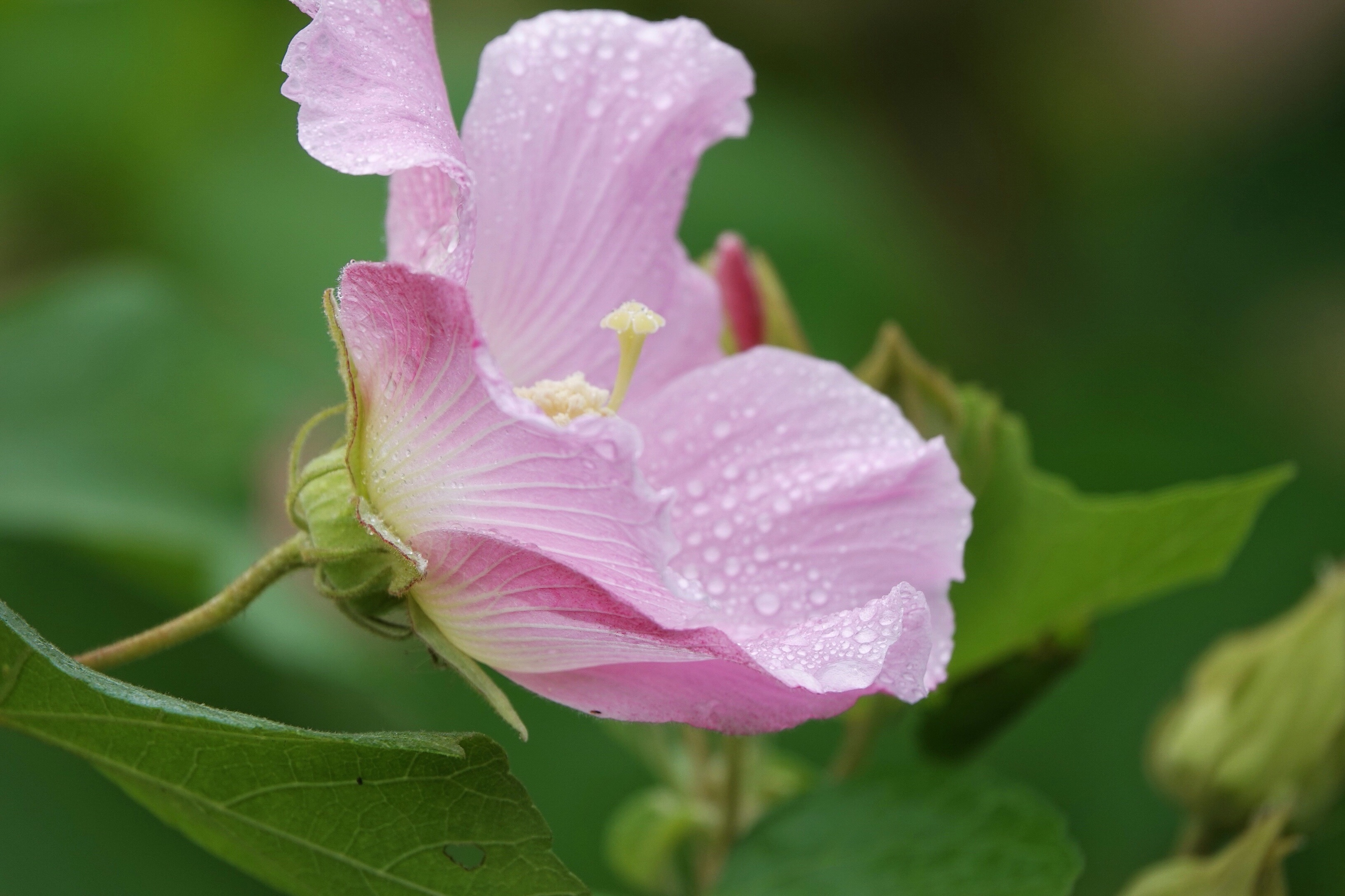 雨中,与芙蓉花倾情相遇