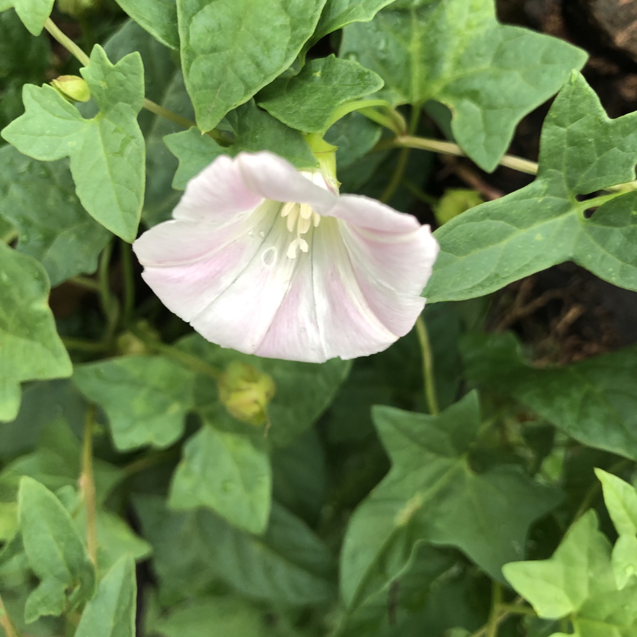 《爱在天地间》 打碗花,别名:兔耳草,富苗秧,兔儿苗,扶七…… 功效