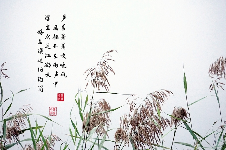 摄影/海蓝 文字/古诗 唐:杜甫 《蒹葭》 摧折不自守,秋风吹若何.