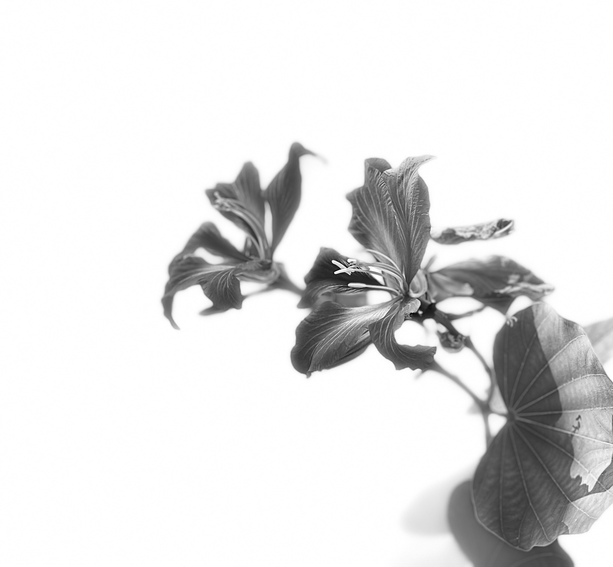 【原创首发】黑白紫荆花