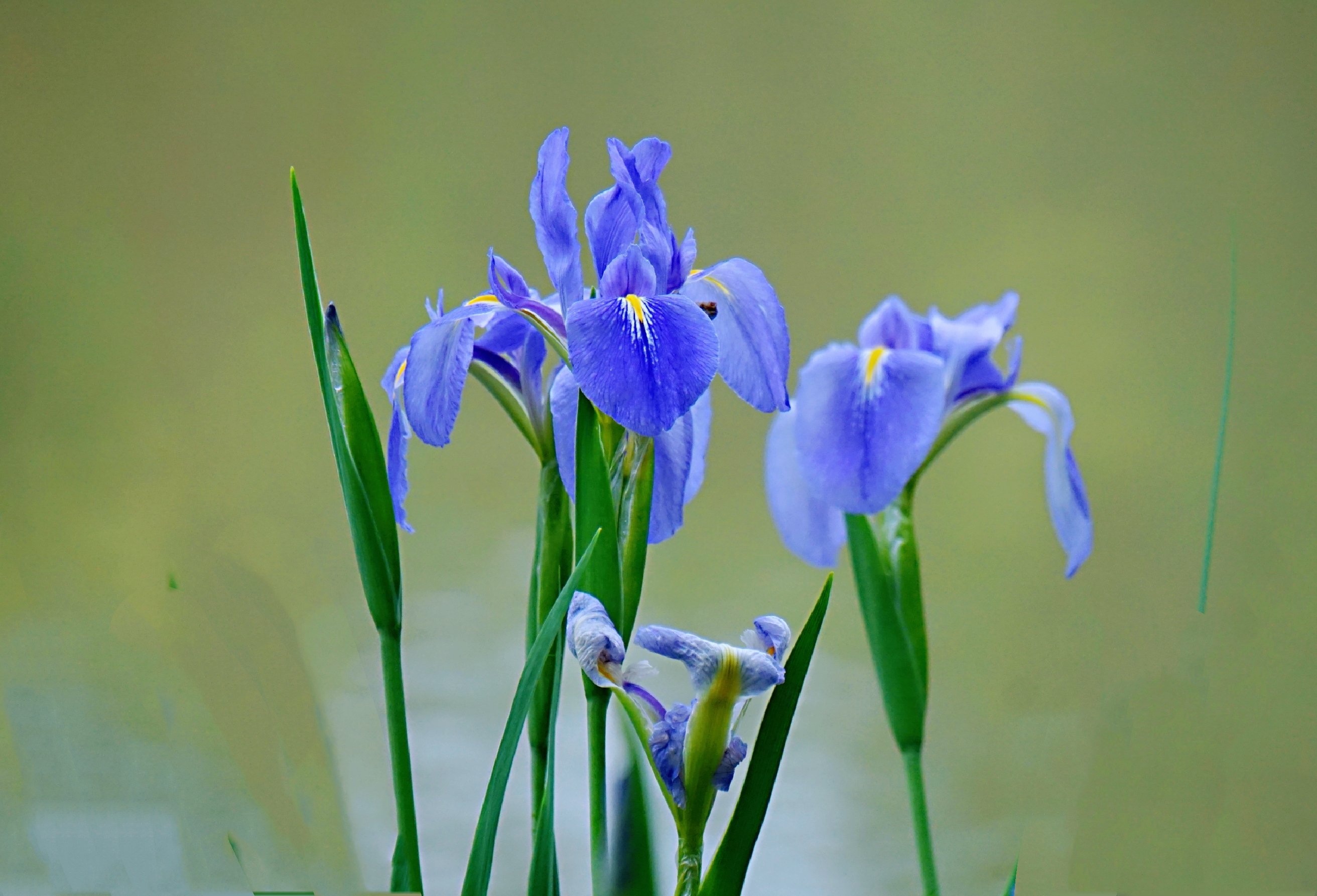春日,漫步紫马岭公园荷花池边,一片蓝色的鸢尾花映入我的