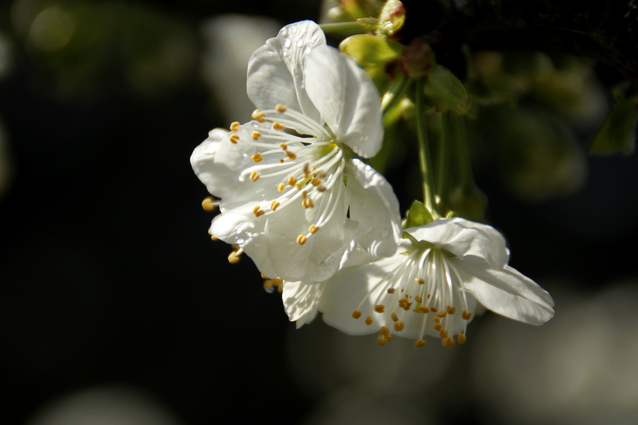 【首发】李花怒放一树白