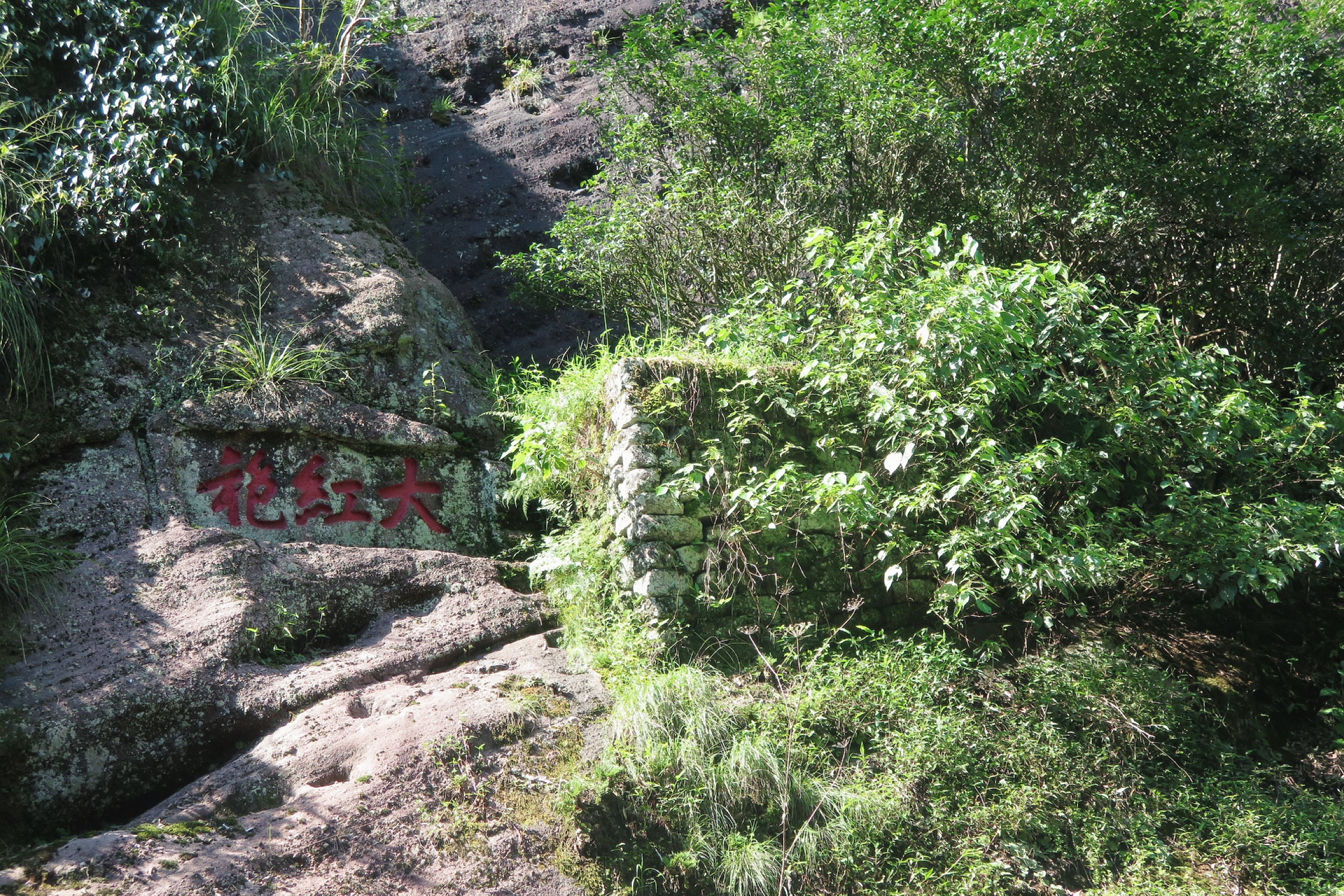 三百五十年大红袍名枞茶树生长在武夷山九龙窠高岩峭壁上 岩