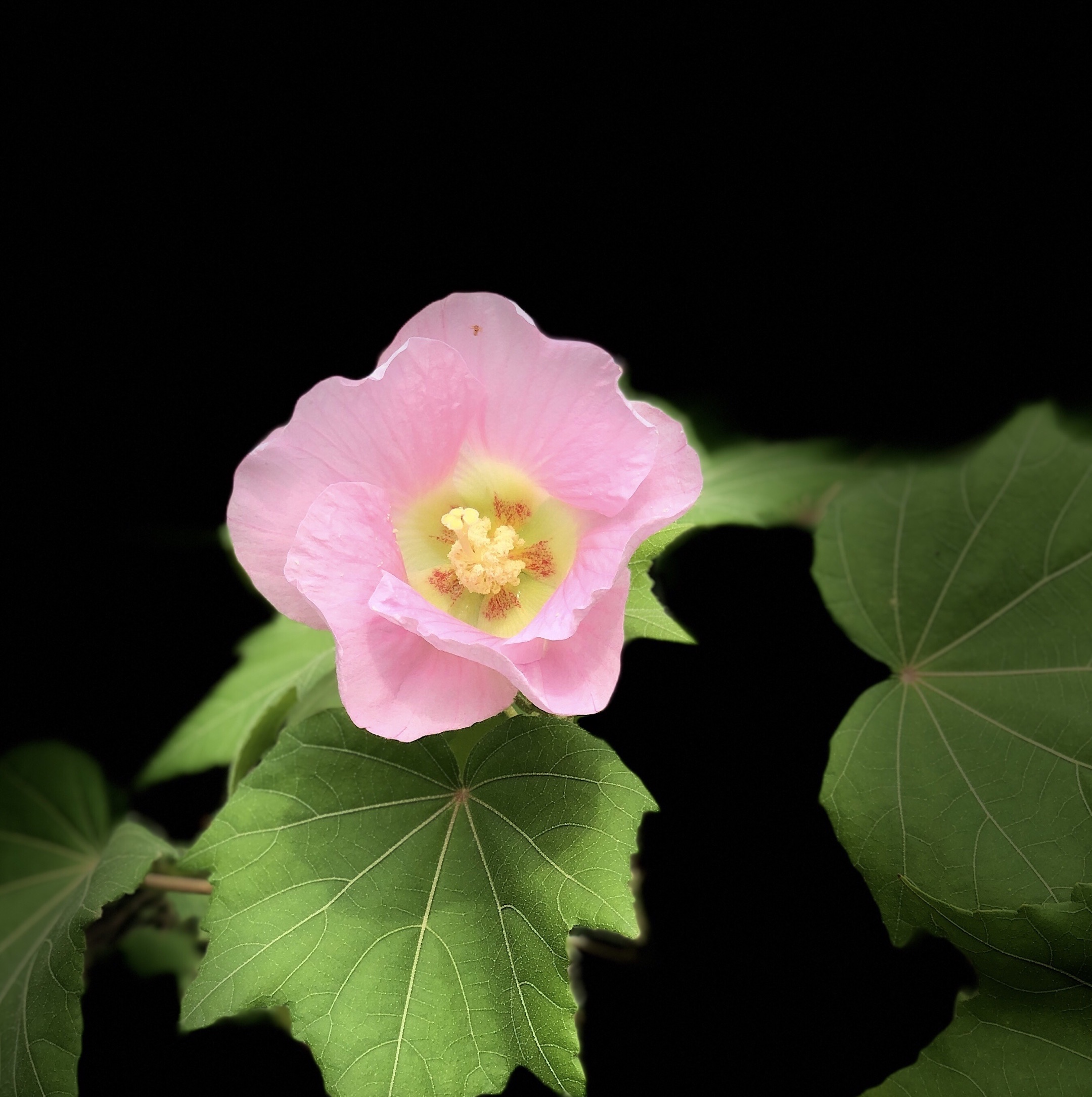 【原创首发】单瓣芙蓉花