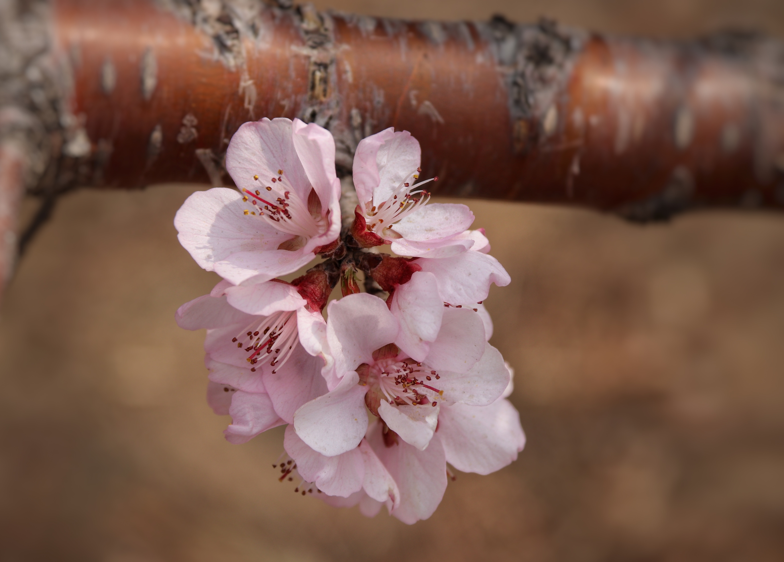 山桃花