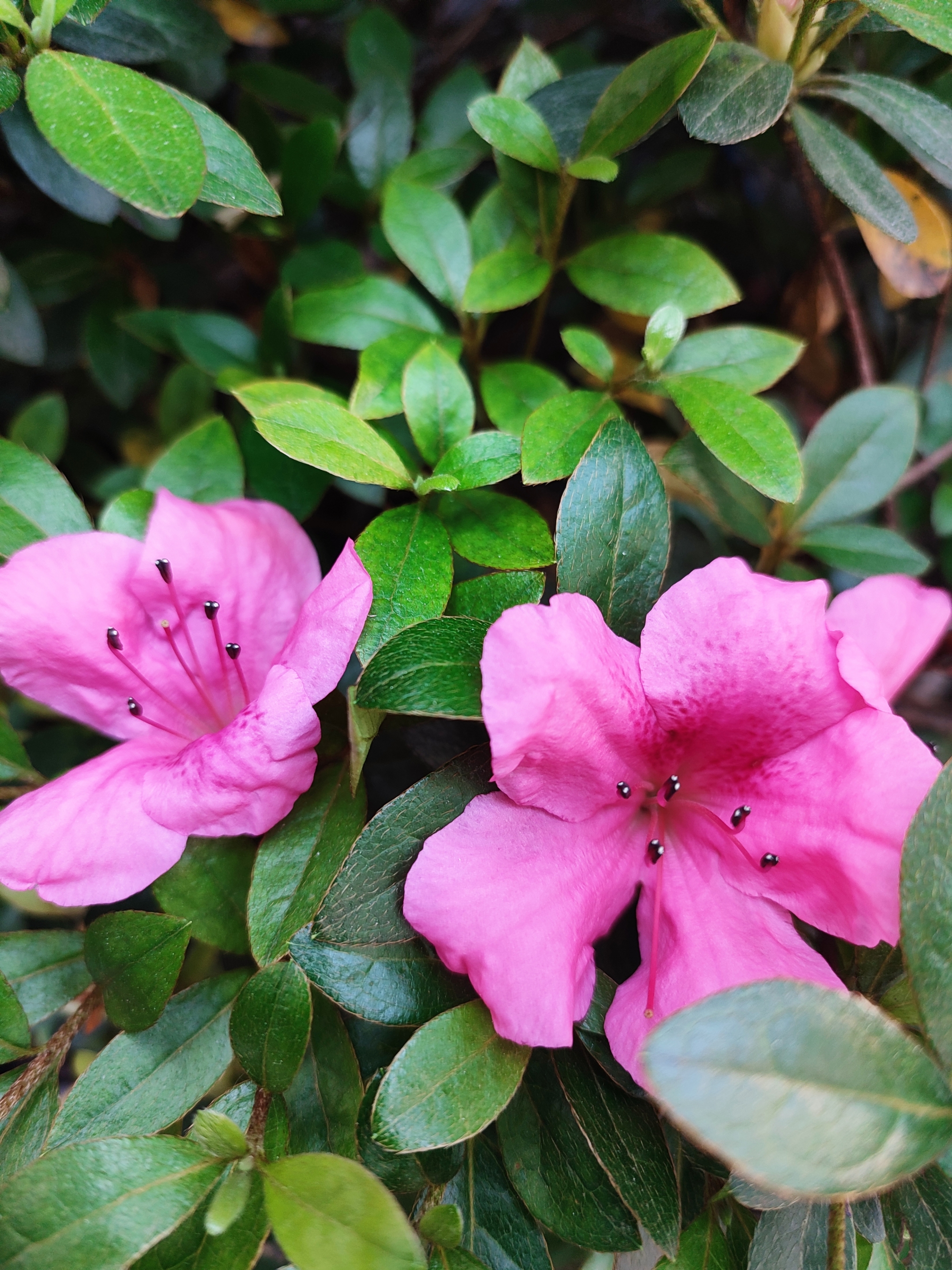 杜鹃花香首发