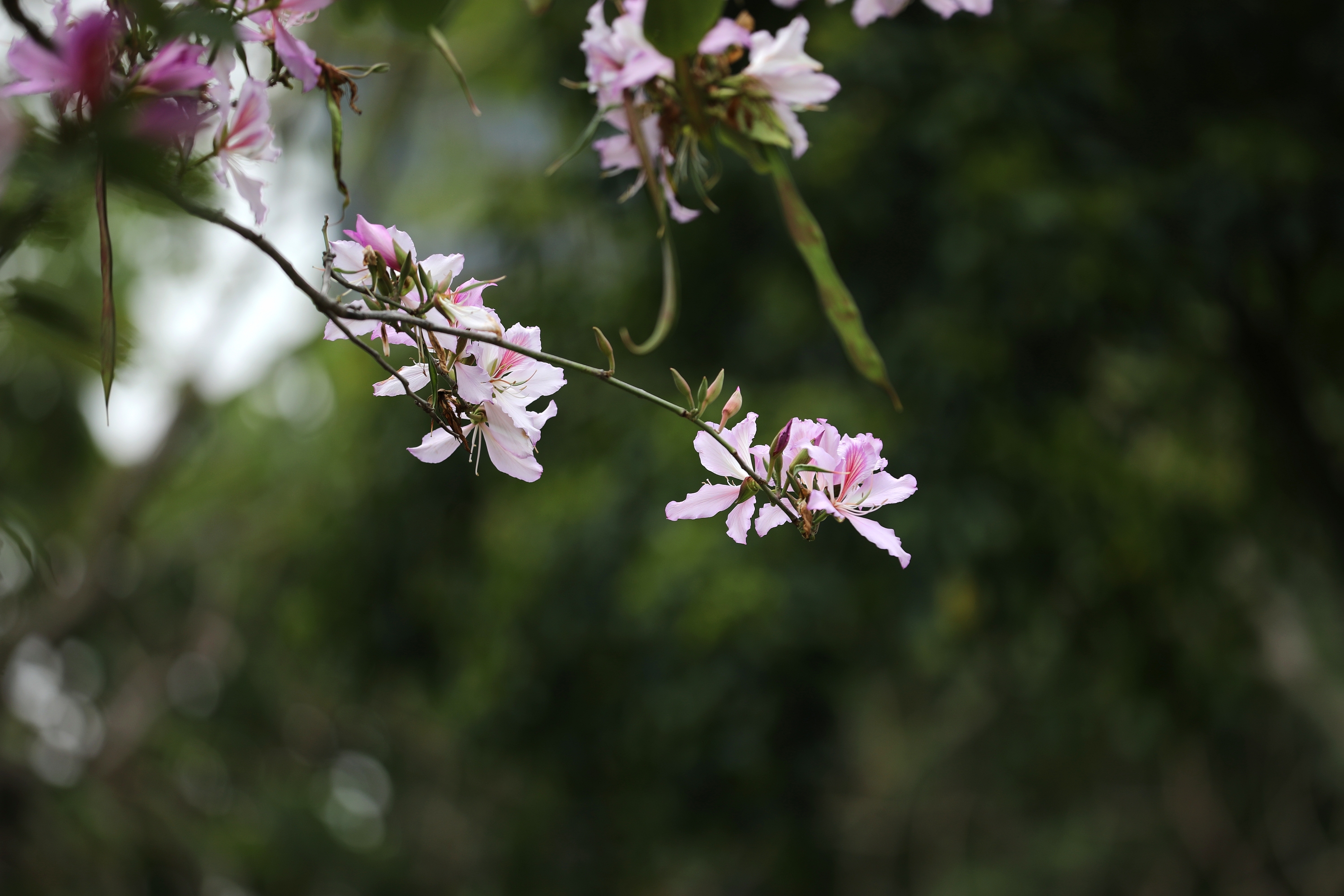 紫荆花