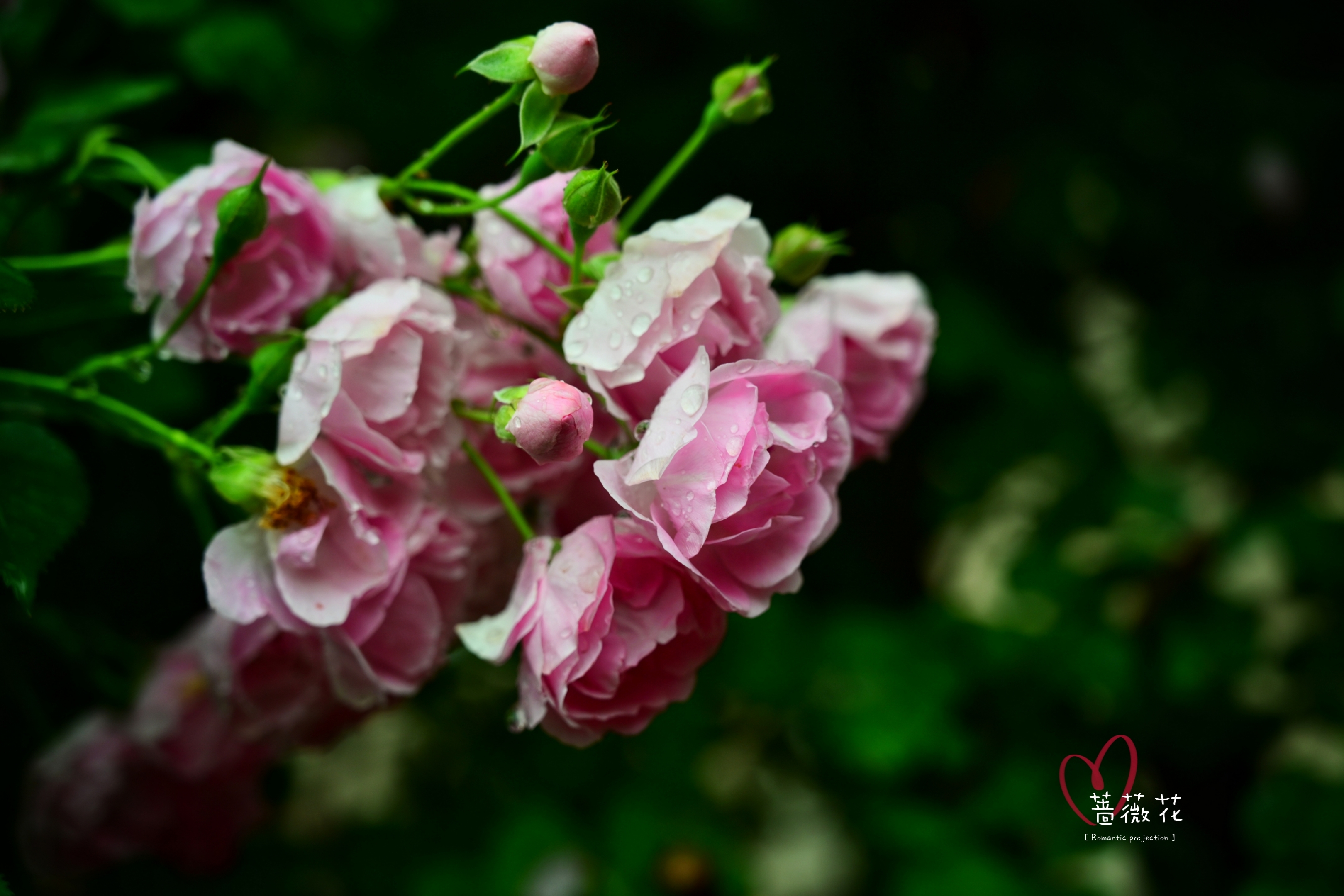 雨中蔷薇花