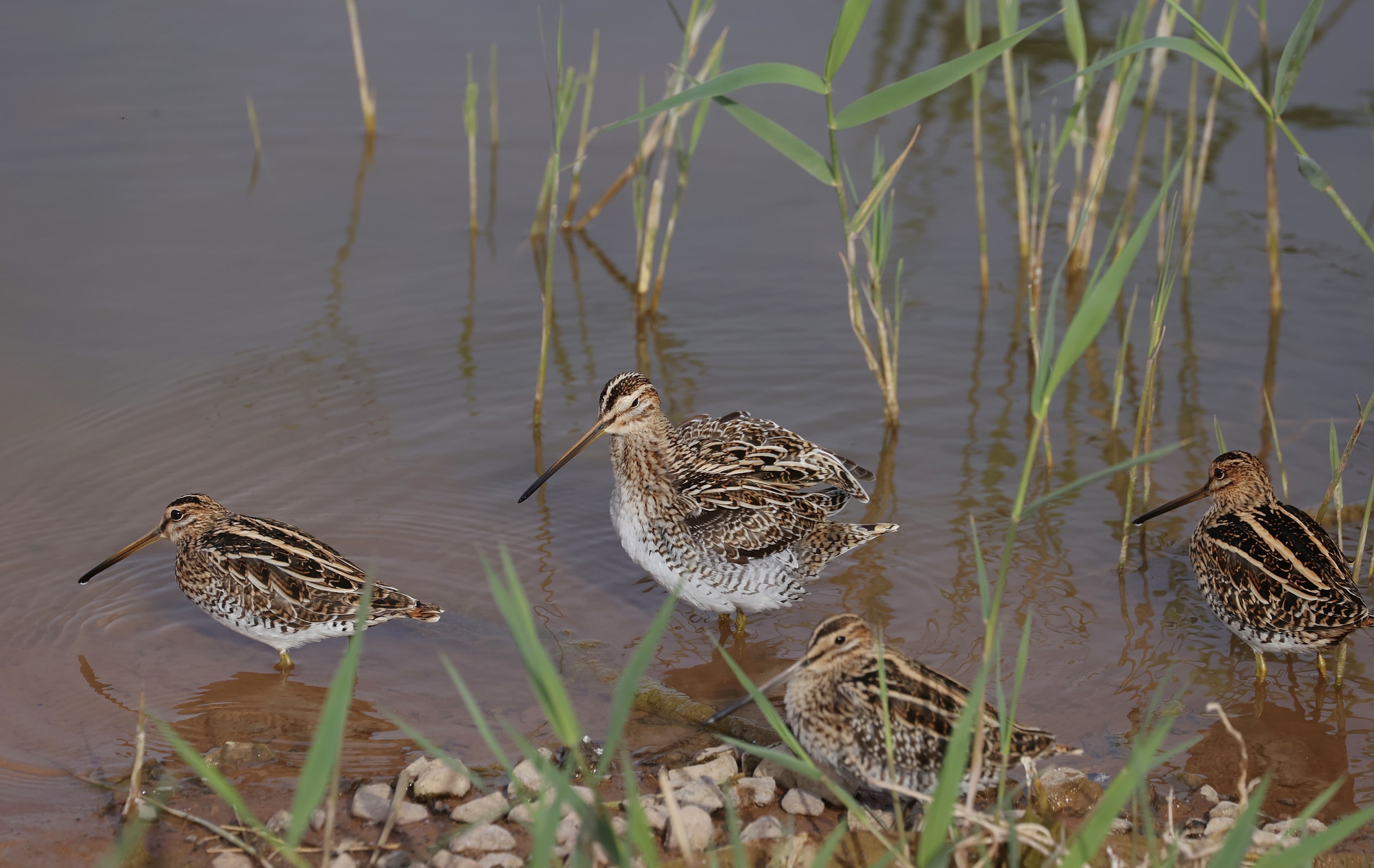 common snipe,学名:gallinago gallinago),是鸻形目丘鹬科沙锥属的
