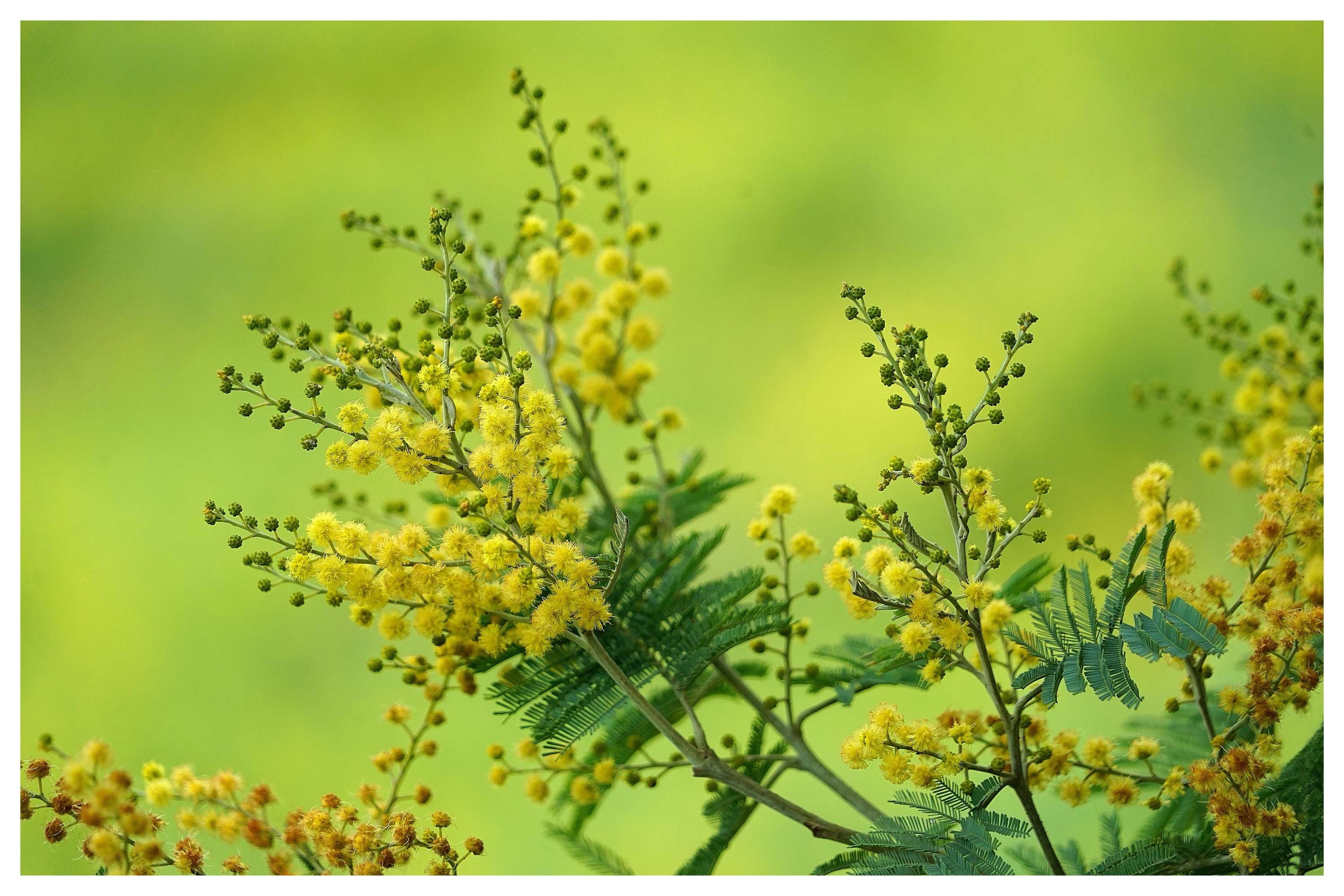 鱼骨松的花色,是柔和的黄,一簇簇,挂满枝头.花期长,从春开到夏.