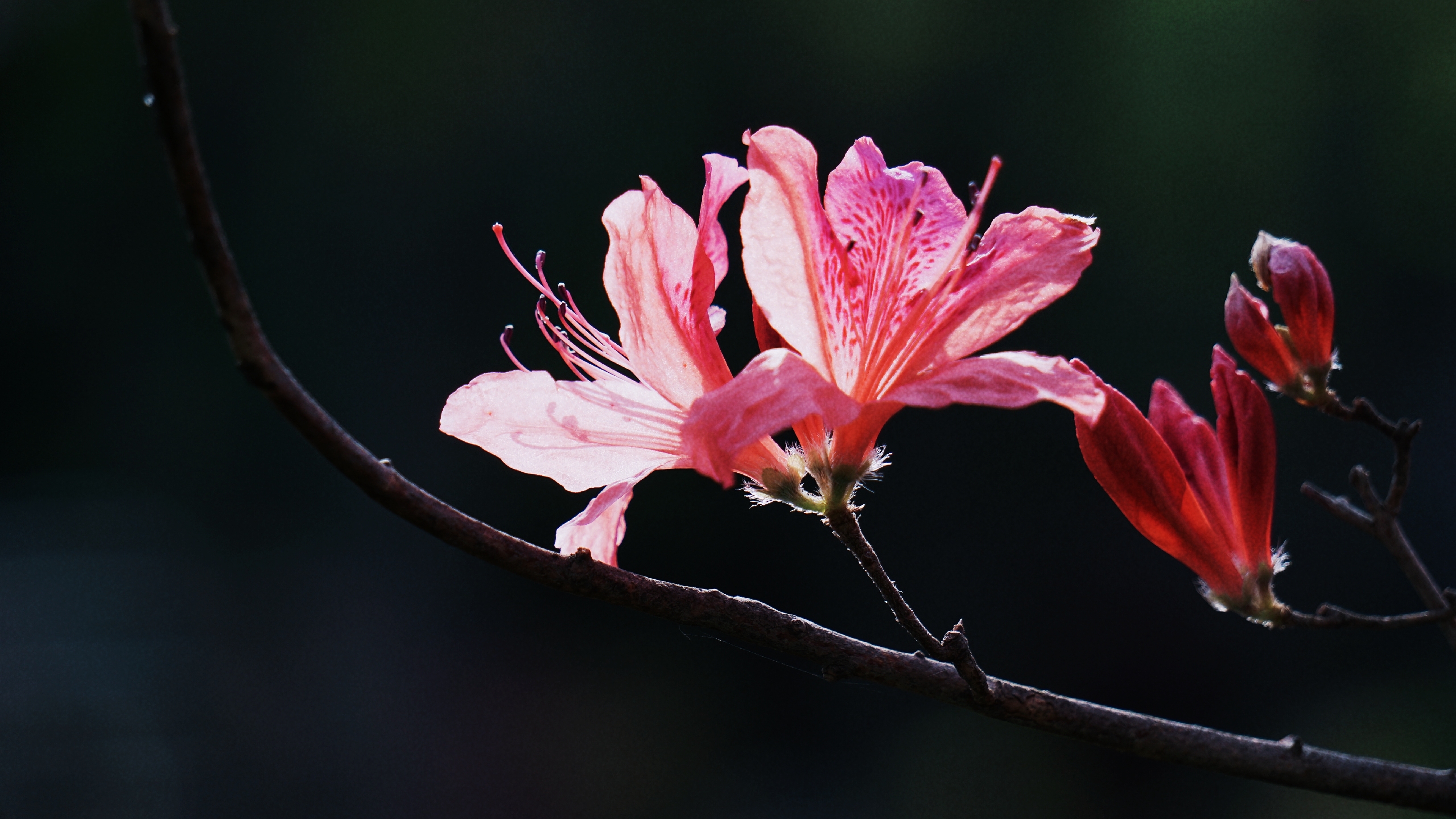 首发丁香杜鹃花