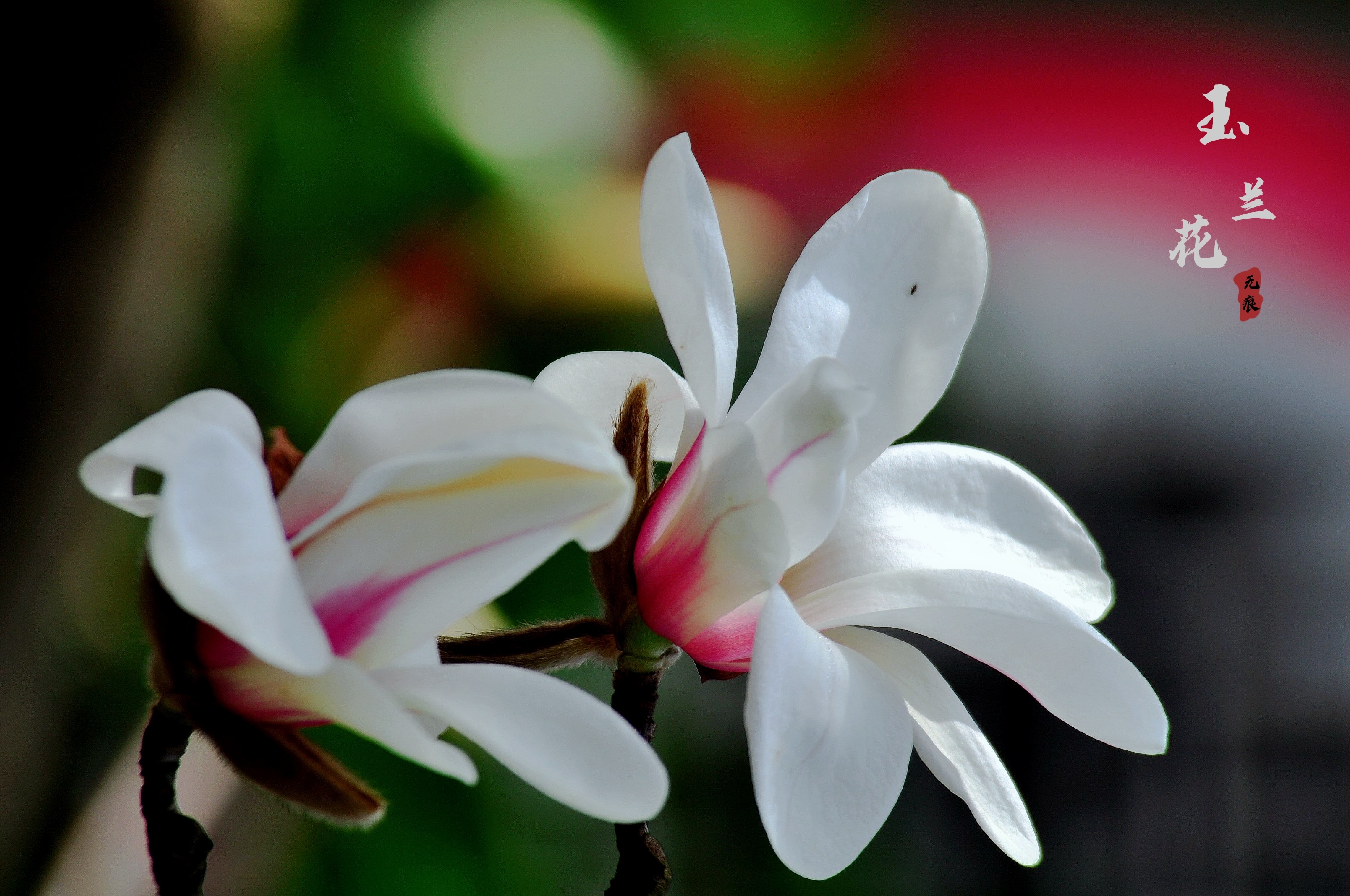 玉兰花