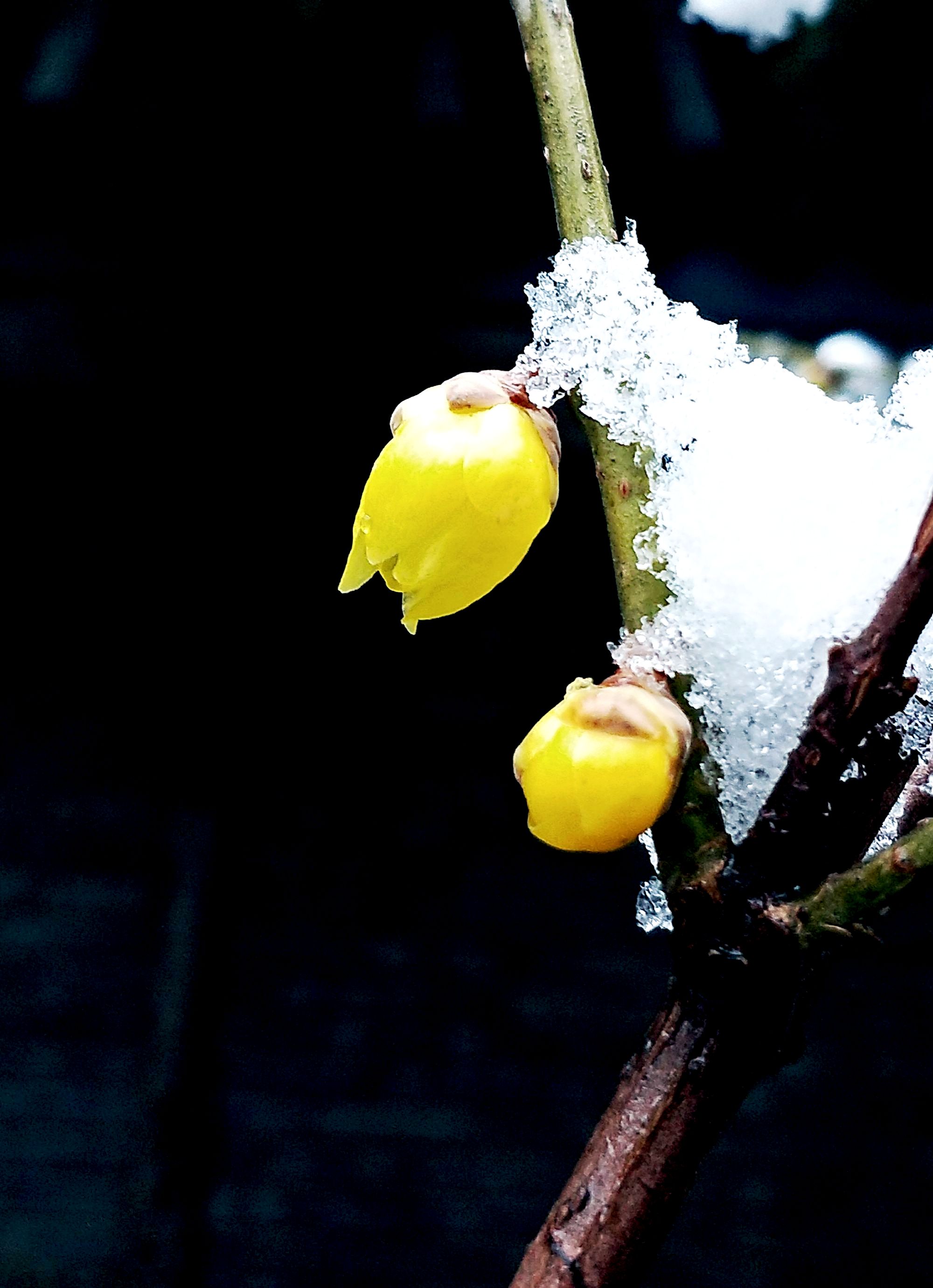 踏雪寻梅