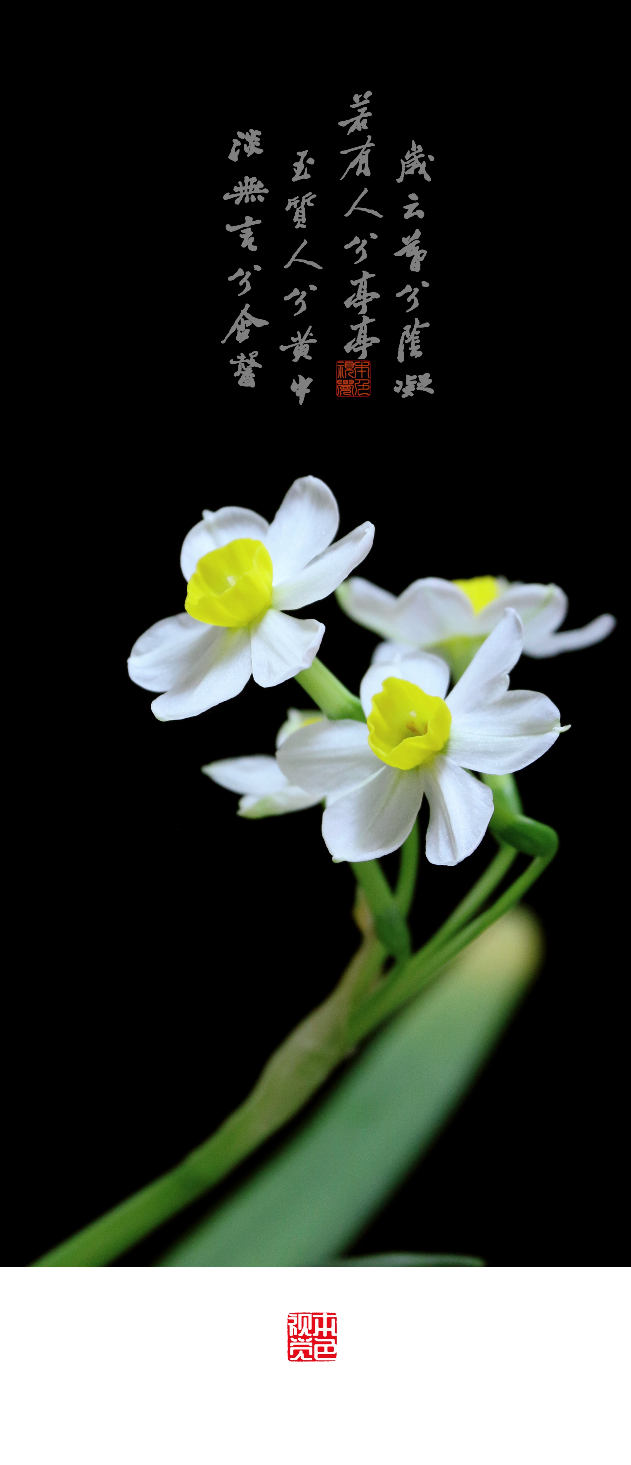 观水仙花 赏古诗词