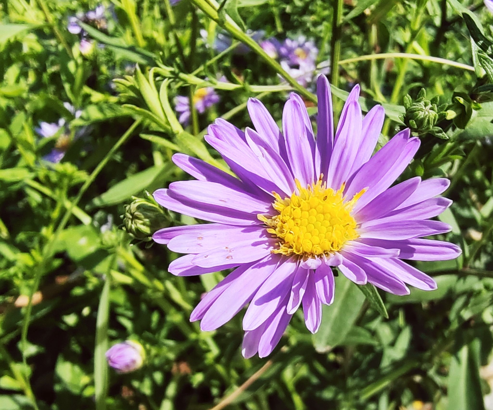 紫菀花开