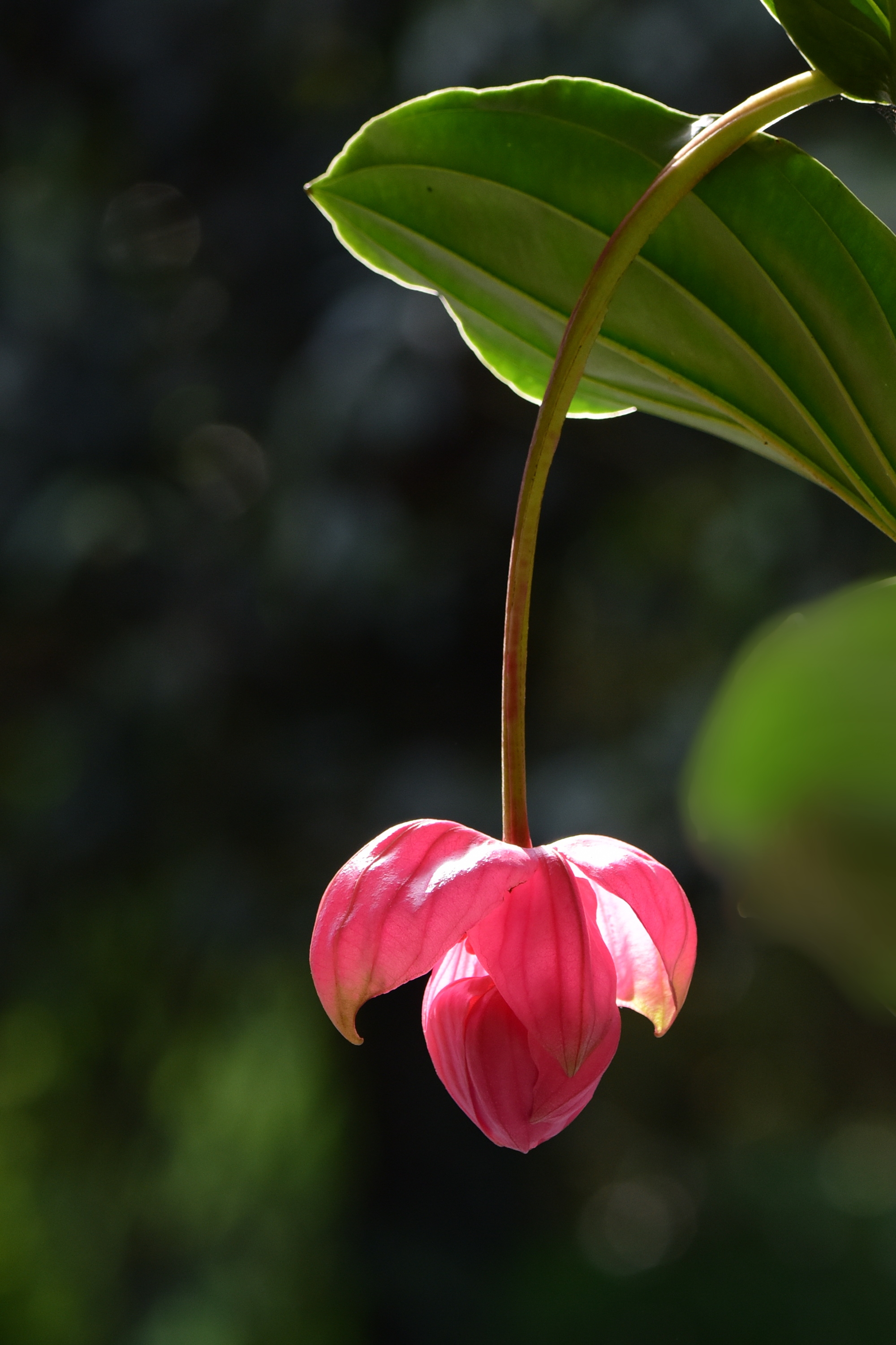 宝莲灯花即粉苞酸脚杆,野牡丹科的一种常绿小灌木.