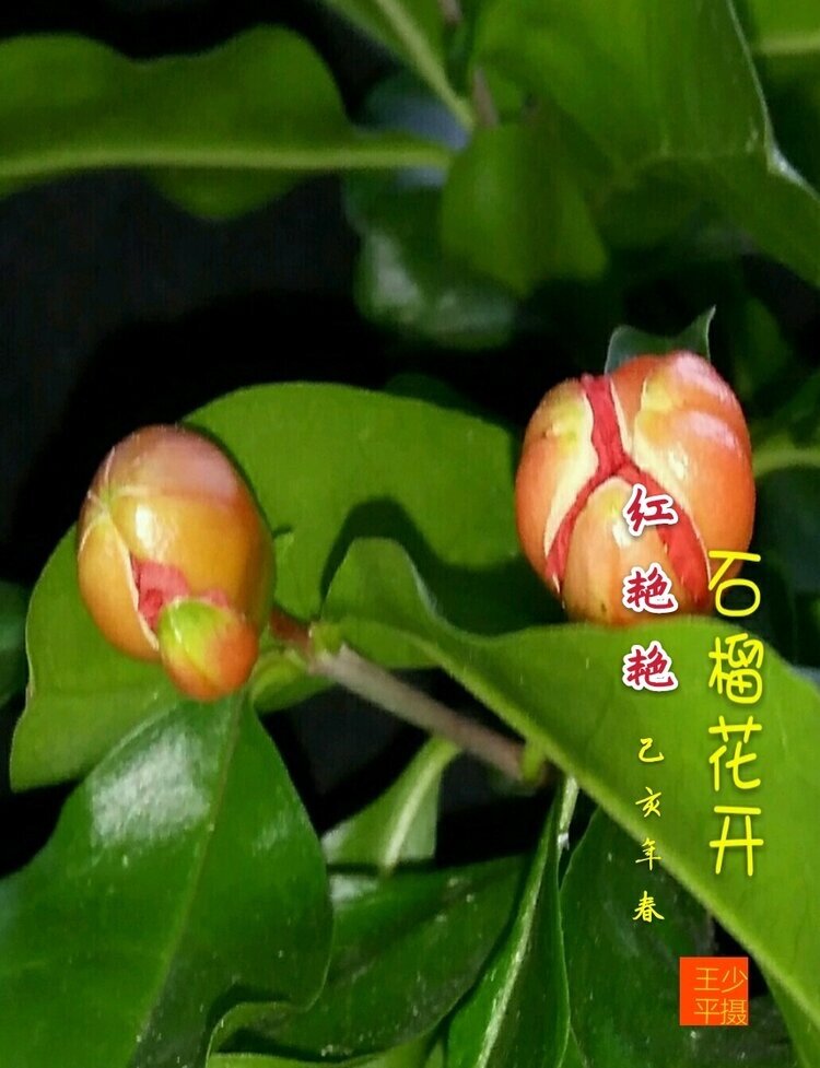 咏石榴（图6）