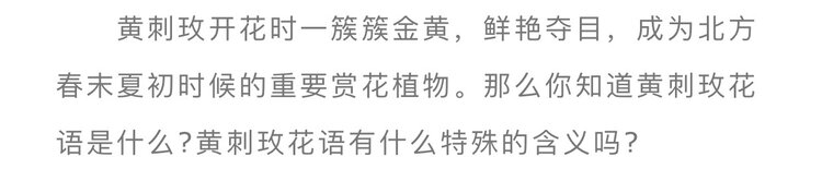 《娇柔的黄刺玫》