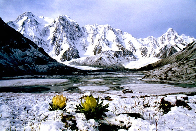 丽人 格桑花开了 开在对岸 看上去很美 看得见却够不着 雪莲花开了 开