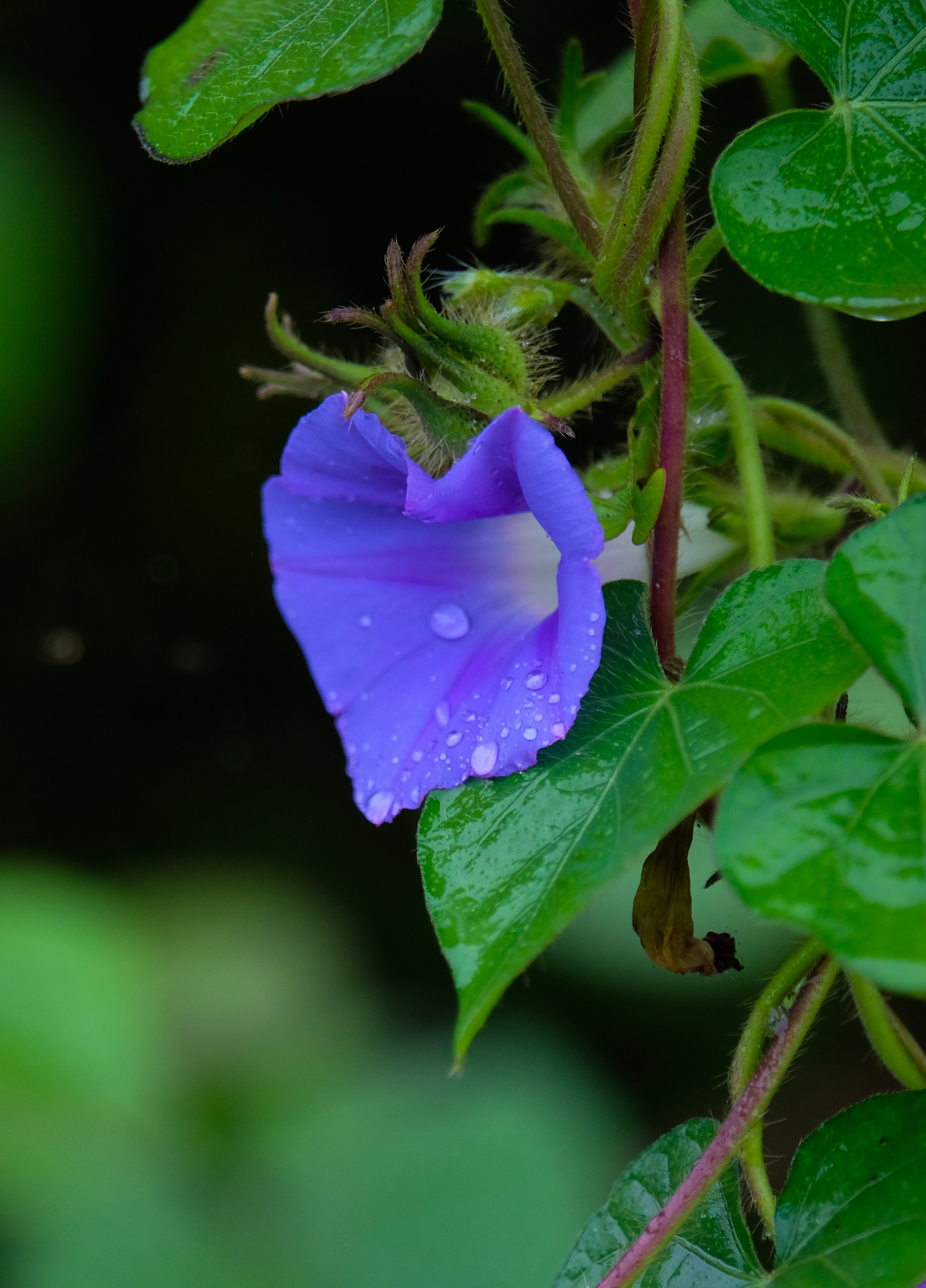 雨中牵牛花二vv首发