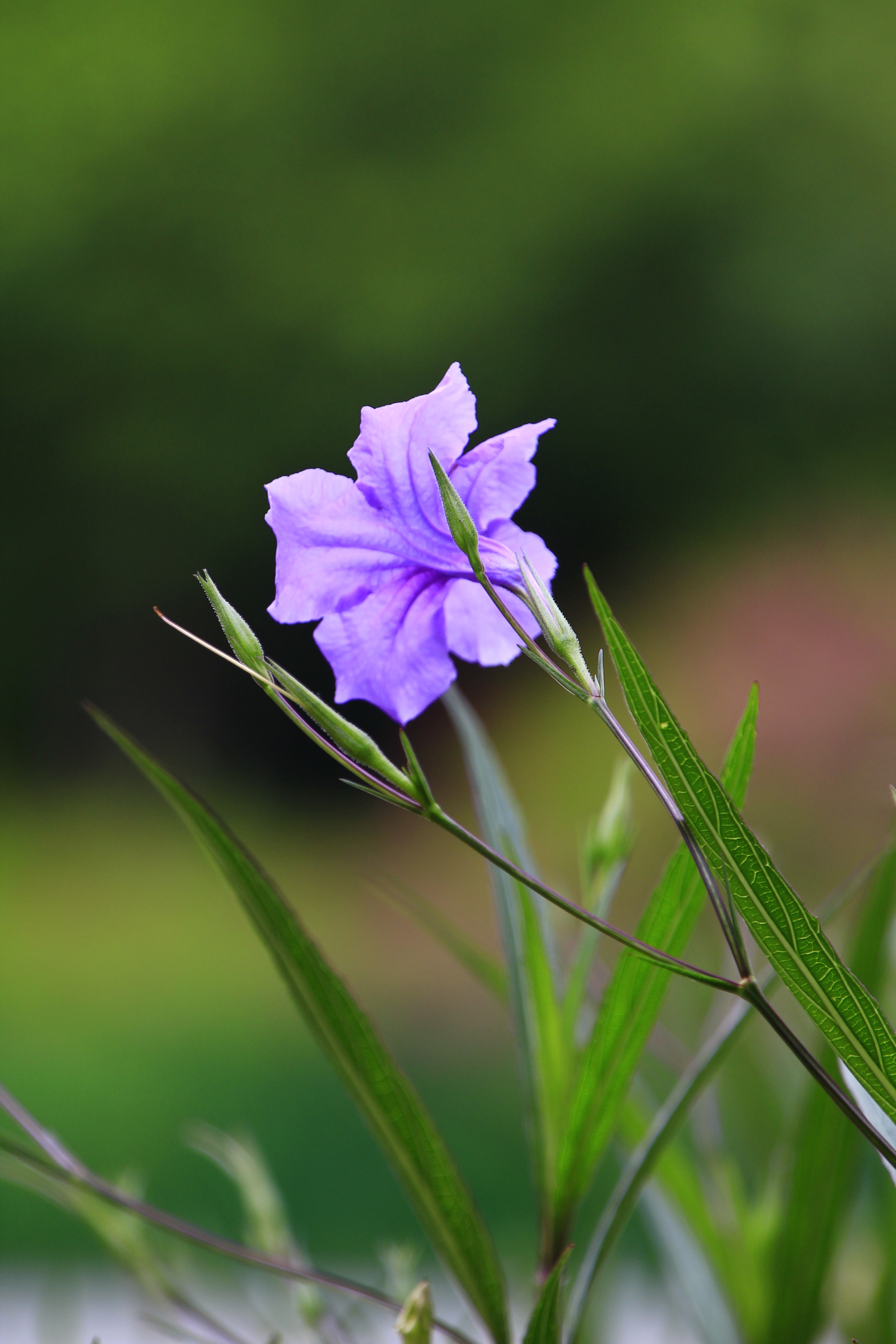 蓝花草翠芦莉vv首发