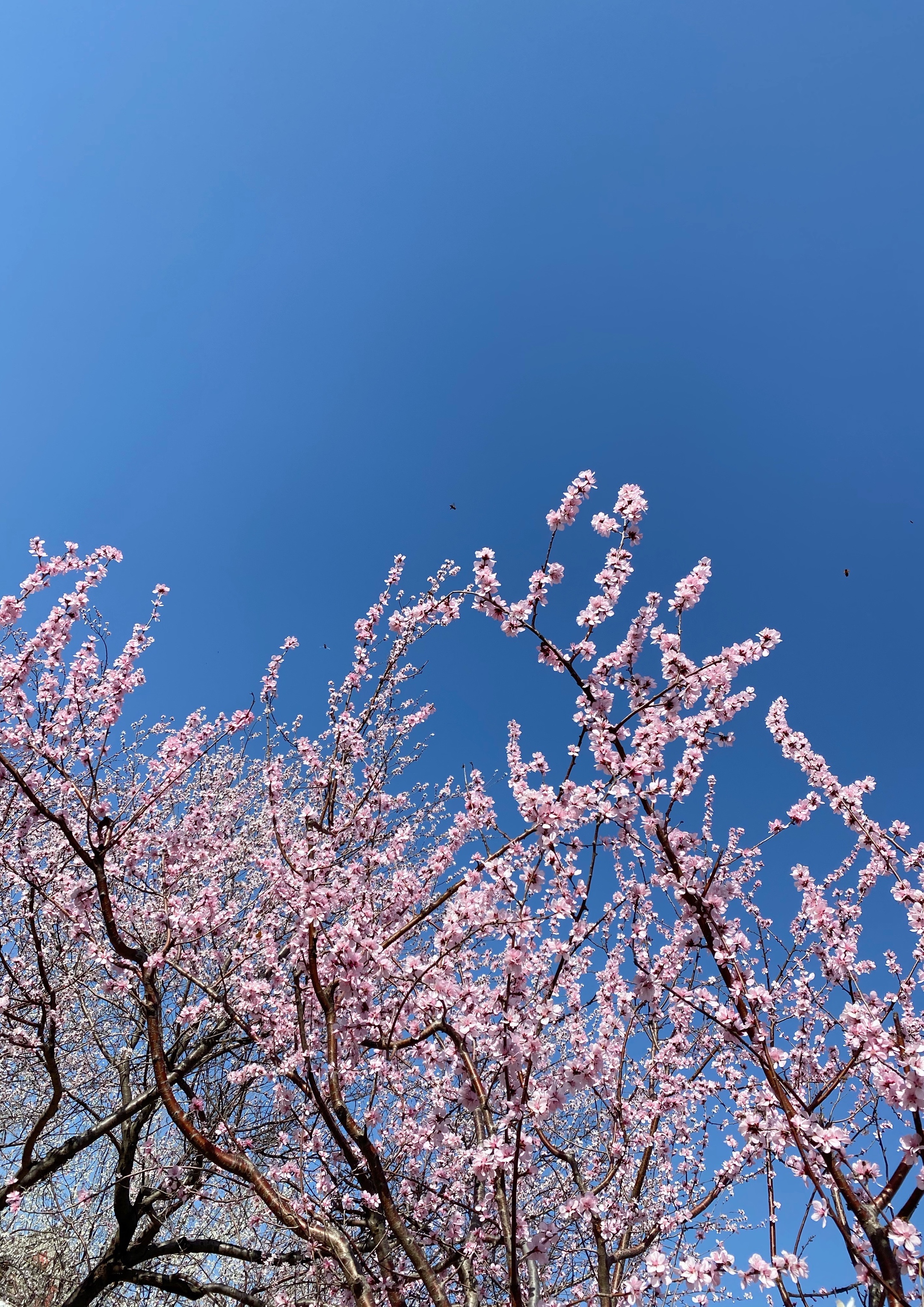 桃李芬芳