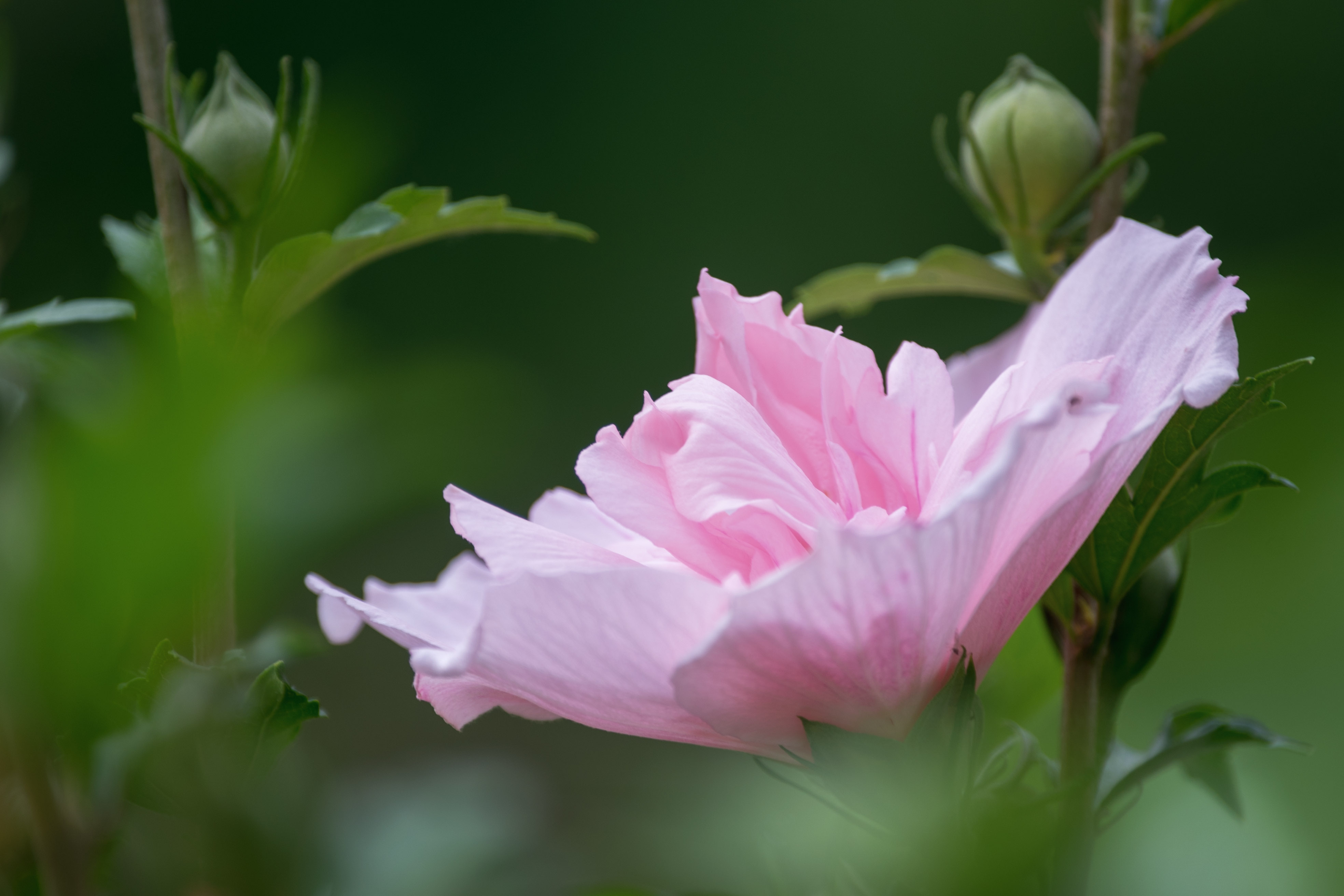 (首发)木槿花