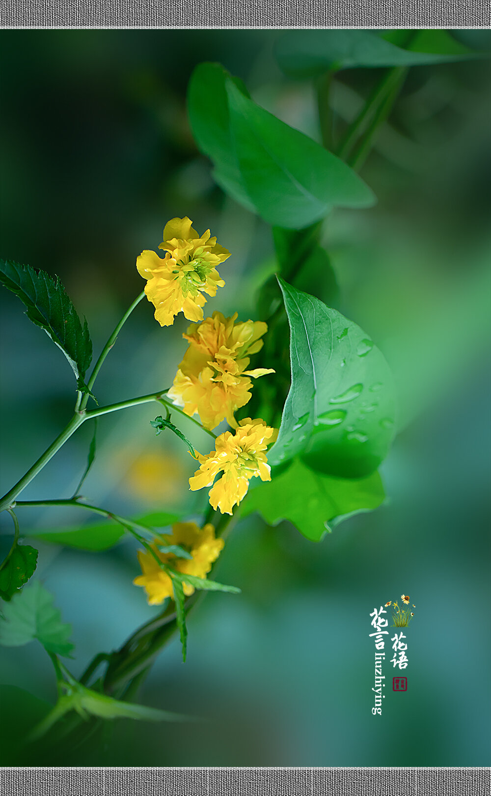 棠棣花开醉春风