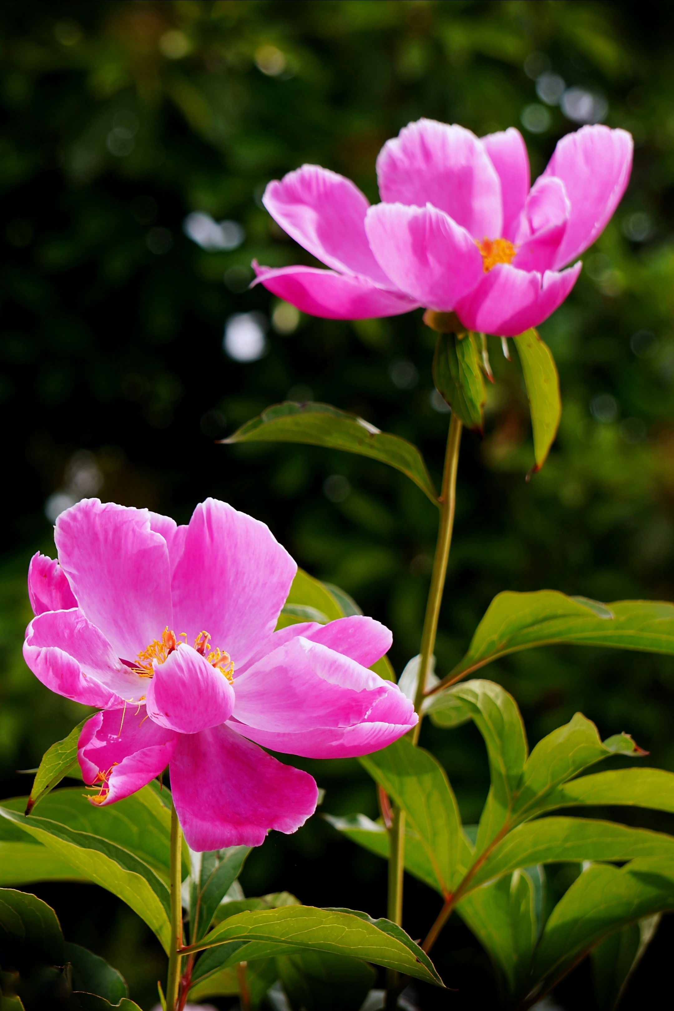 芍药花