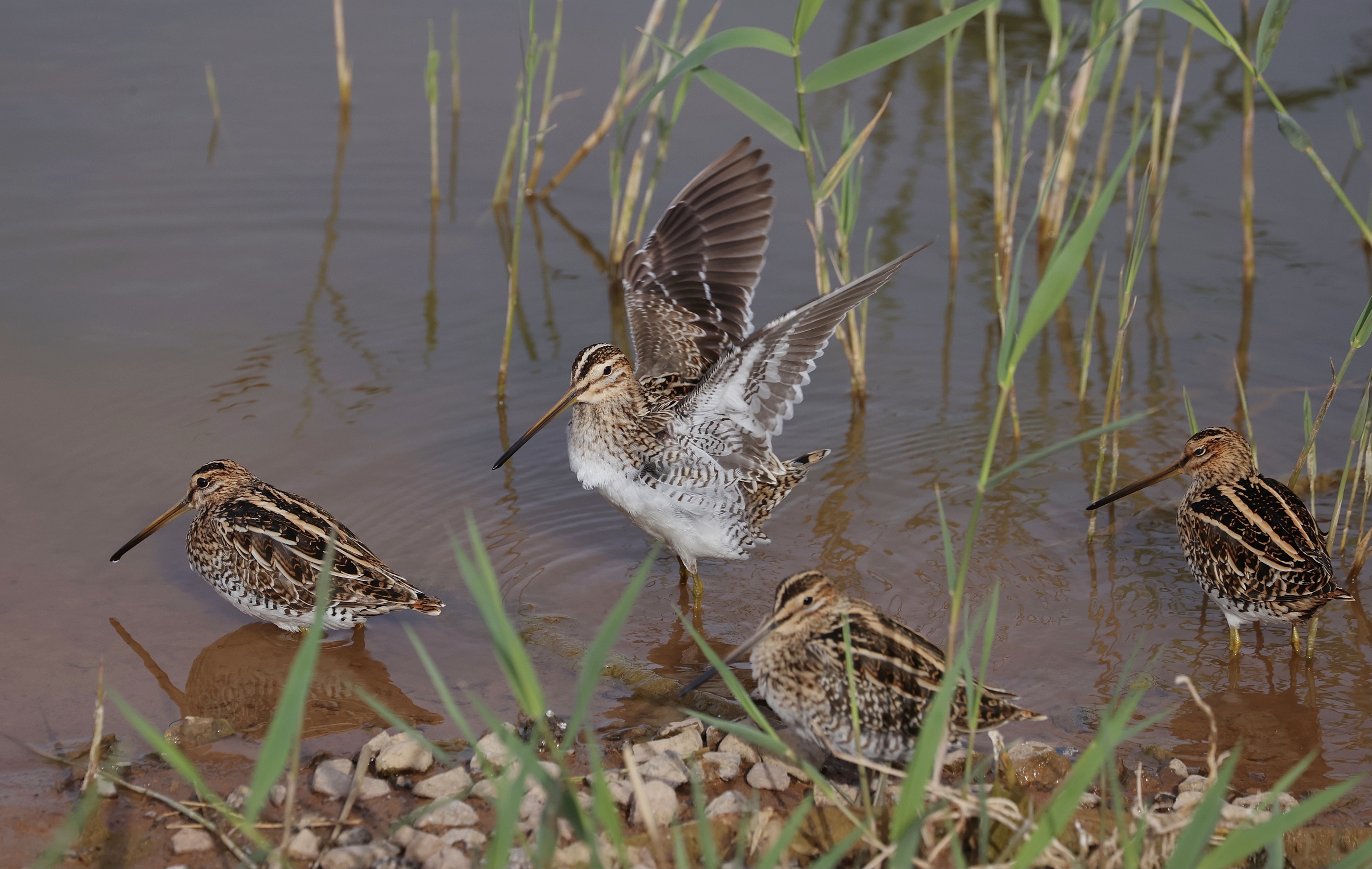 common snipe,学名:gallinago gallinago),是鸻形目丘鹬科沙锥属的
