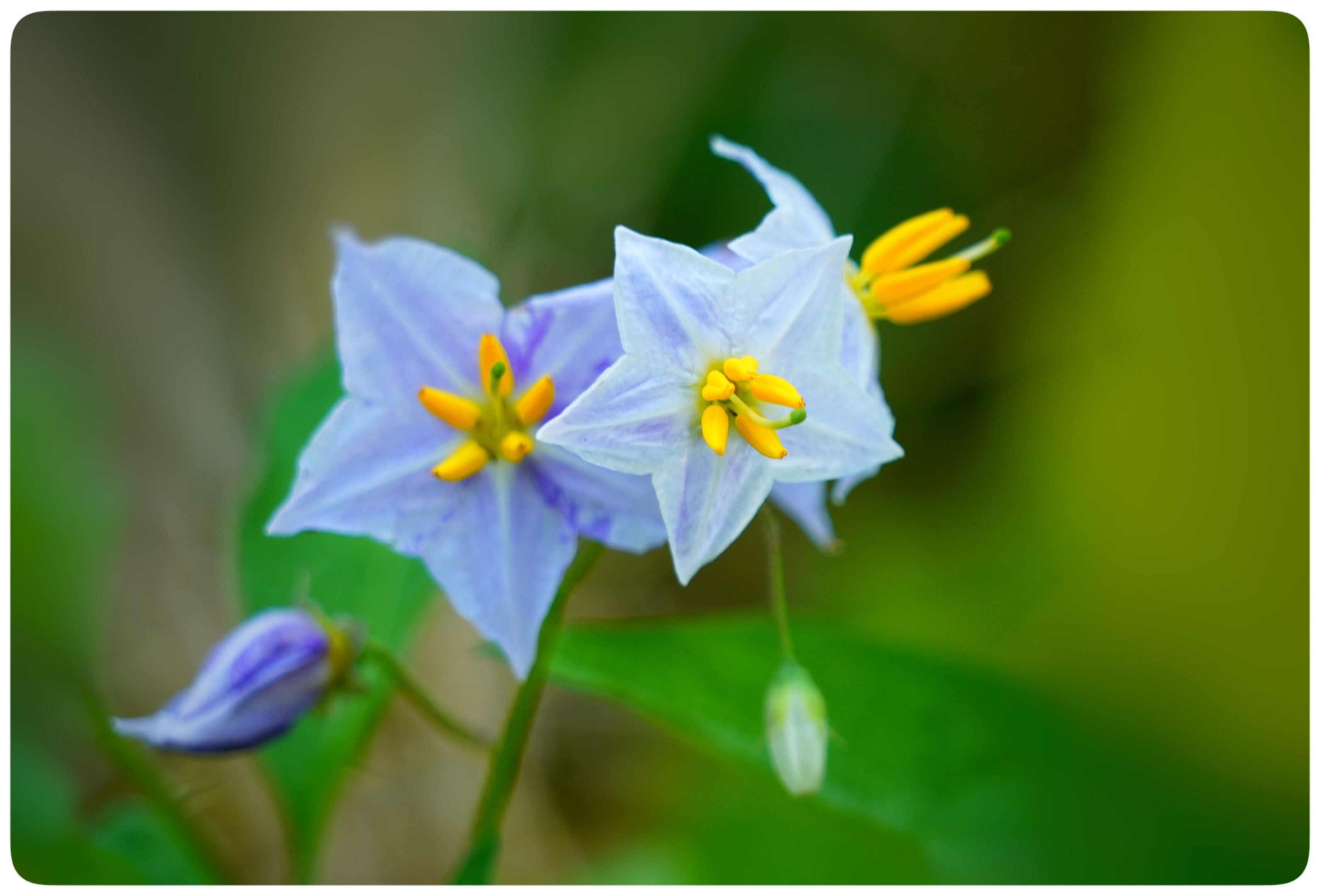 新发现,刺天茄花