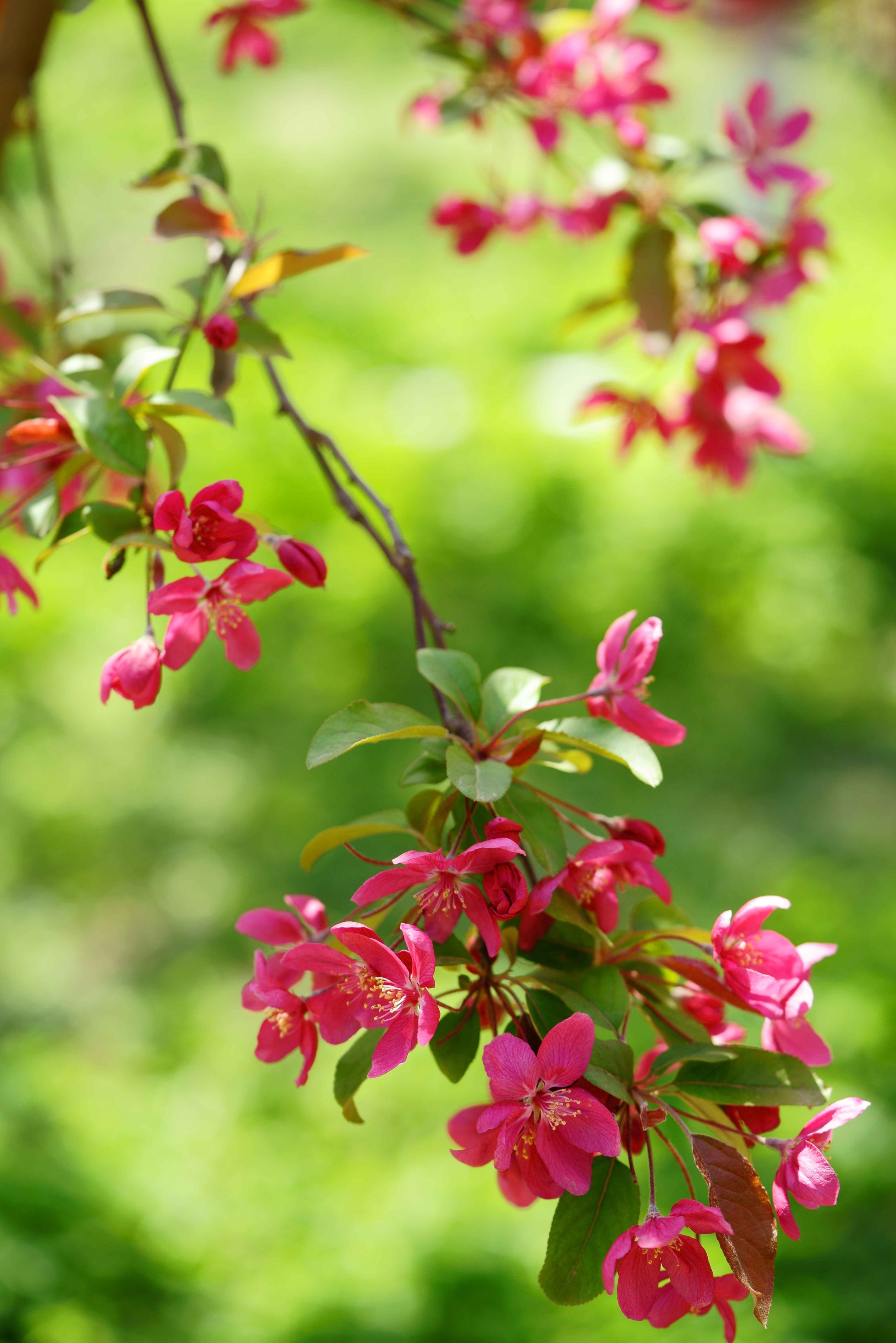 垂丝海棠,别名:海棠,海棠花,垂枝海棠,解语花 学名:malus