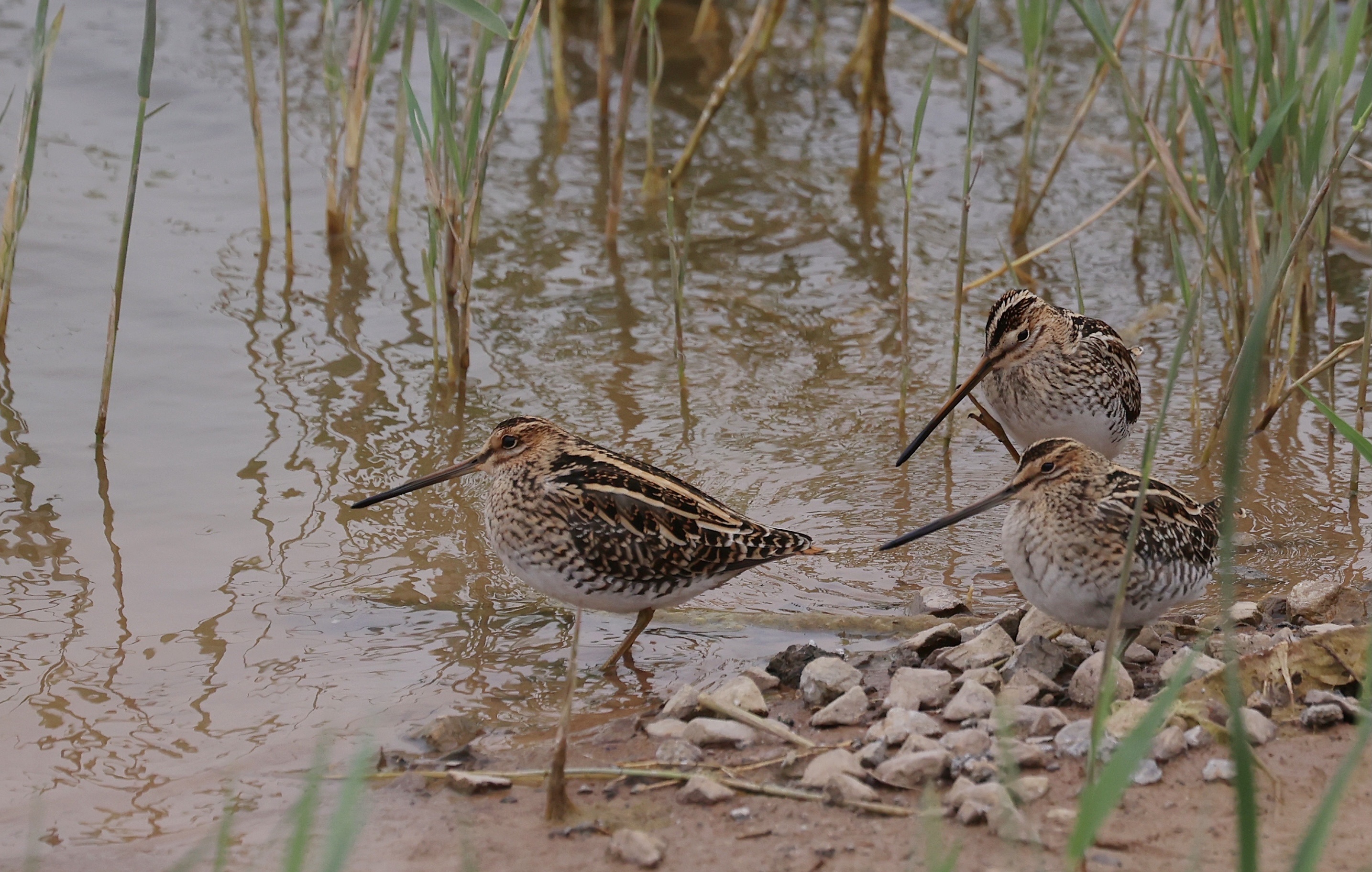 common snipe,学名:gallinago gallinago),是鸻形目丘鹬科沙锥属的