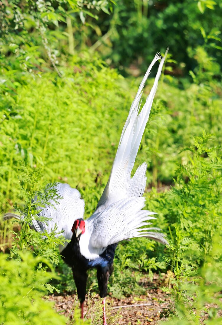 白鹇鸟