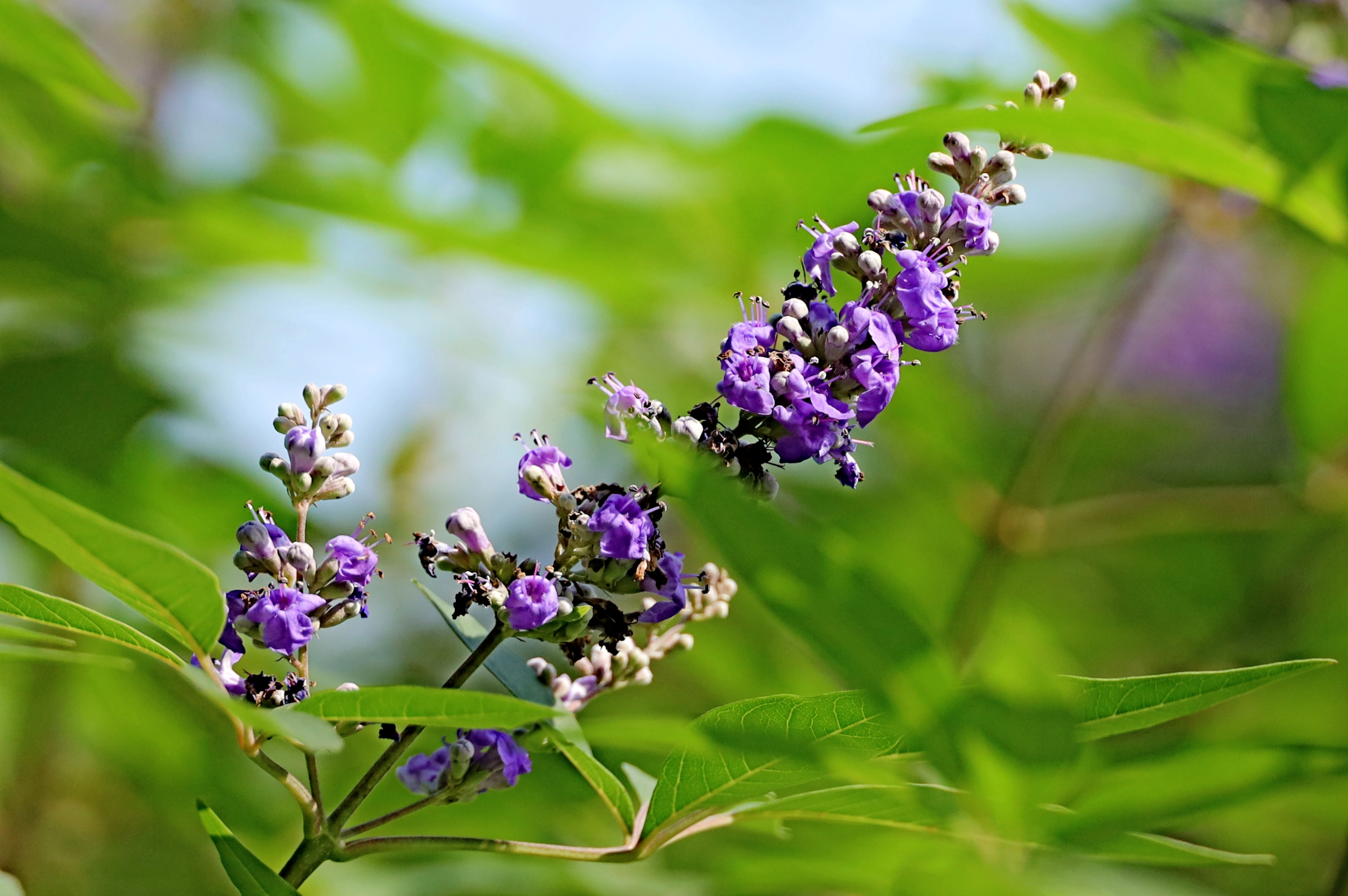 穗花牡荆