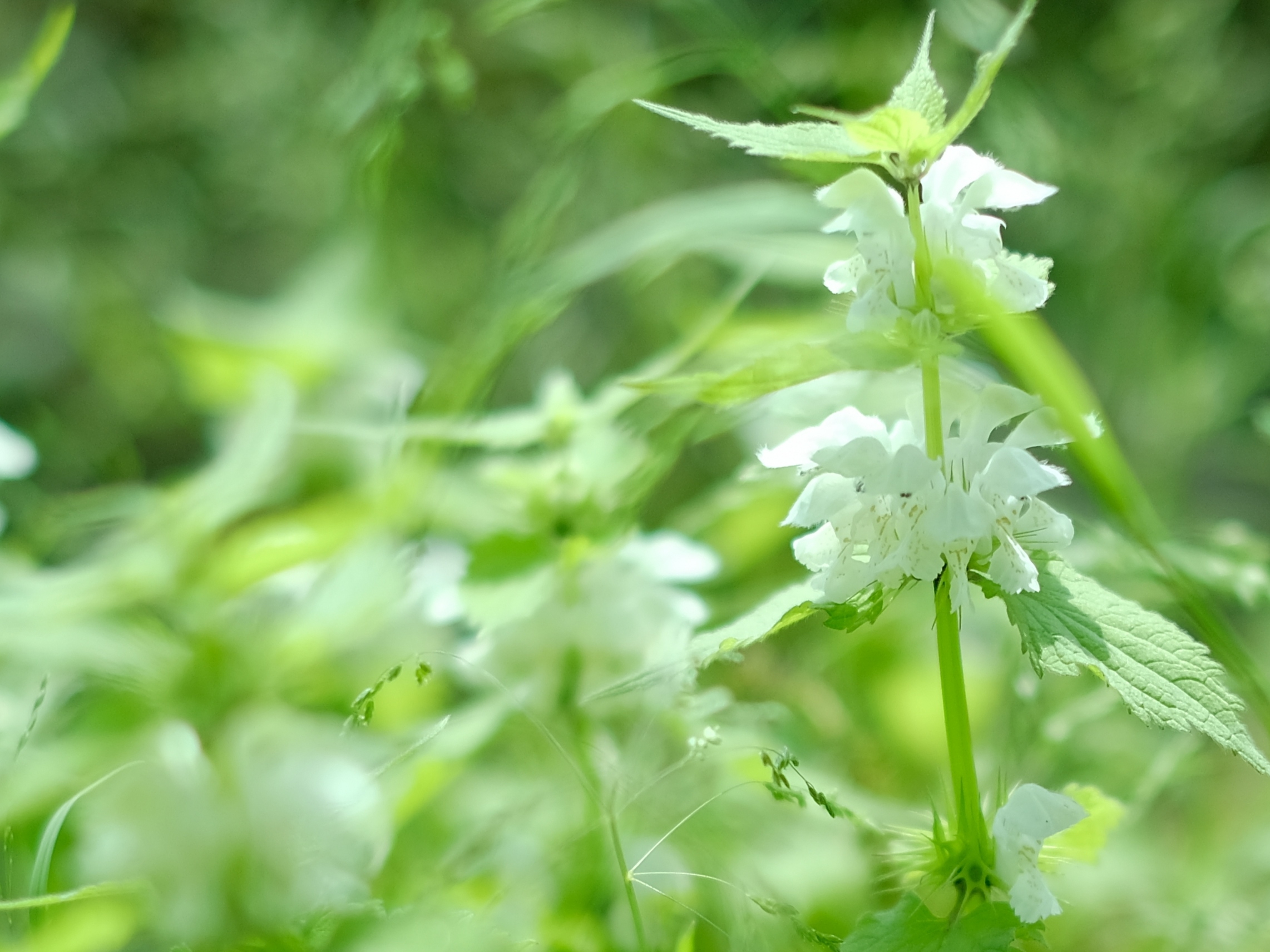 原生态野芝麻花