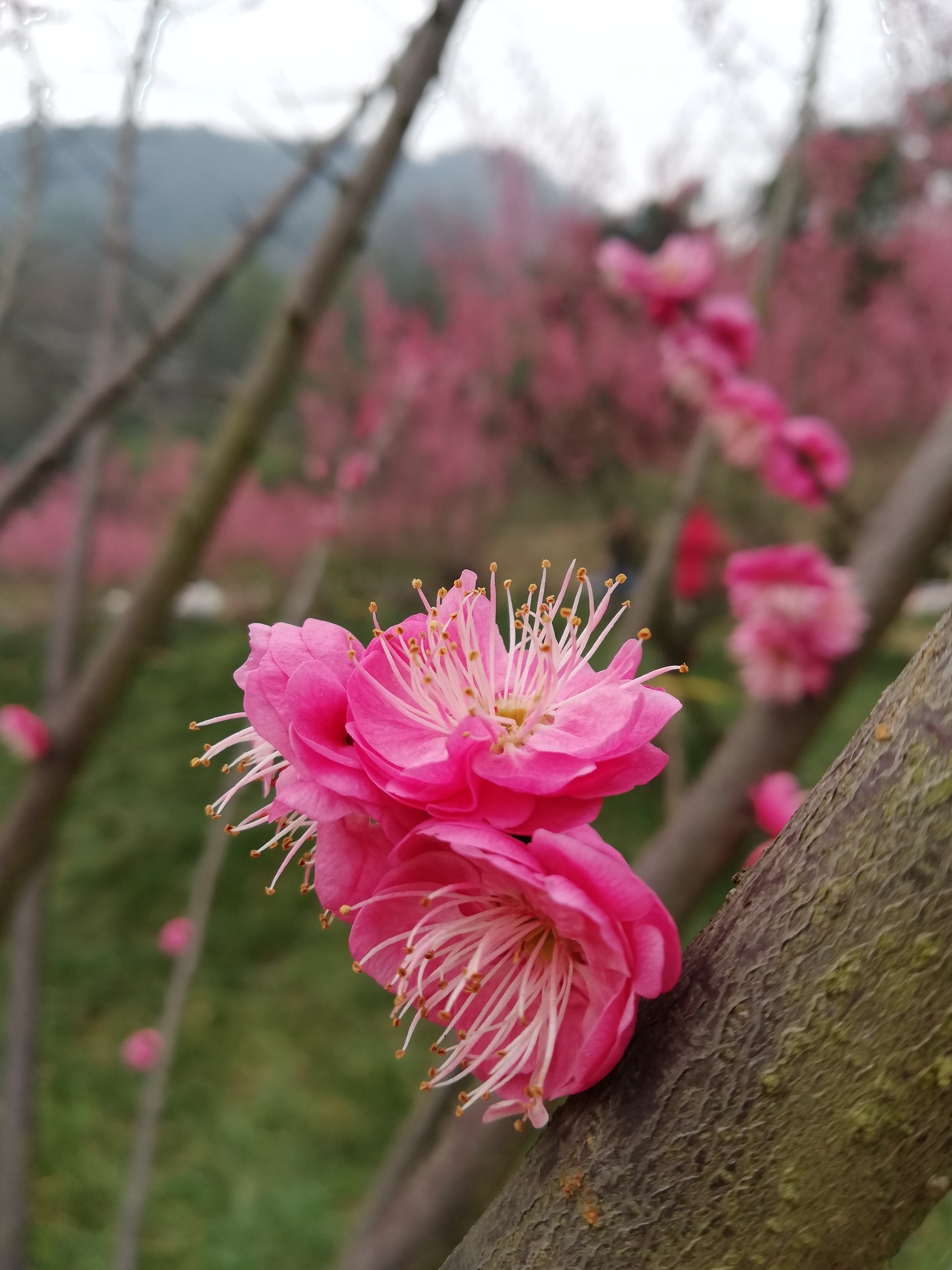 手机拍摄:原图 红梅花盛开迎牛年